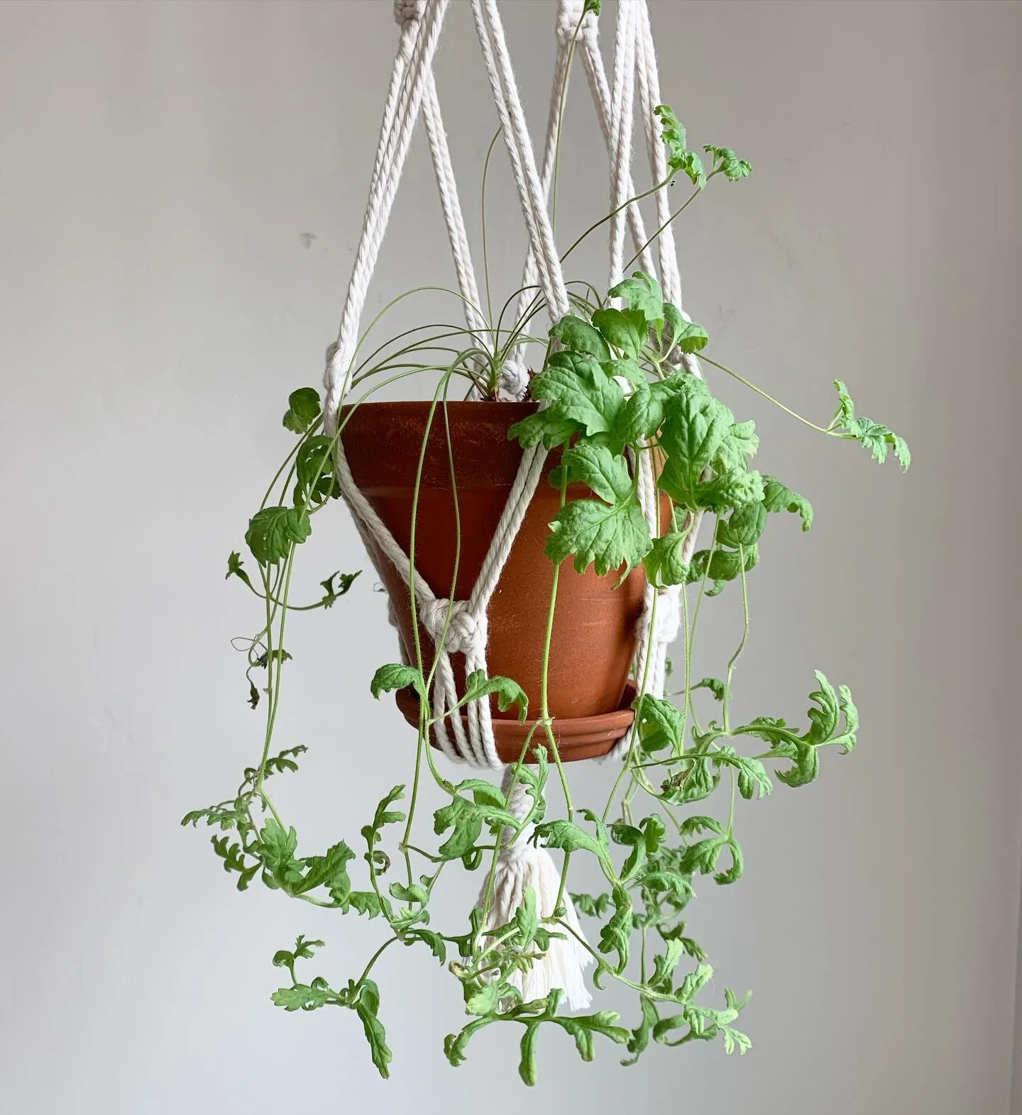 P. Multiradiatum (Night Scented)

I hung this pelargonium last year in Autumn. It didn&rsquo;t loose any leaves or go dormant. Now it is starting to get new foliage. 

#scentedgeranium #scentedpelargoniums #pelargoniums #hangingplants #nightscentedpe