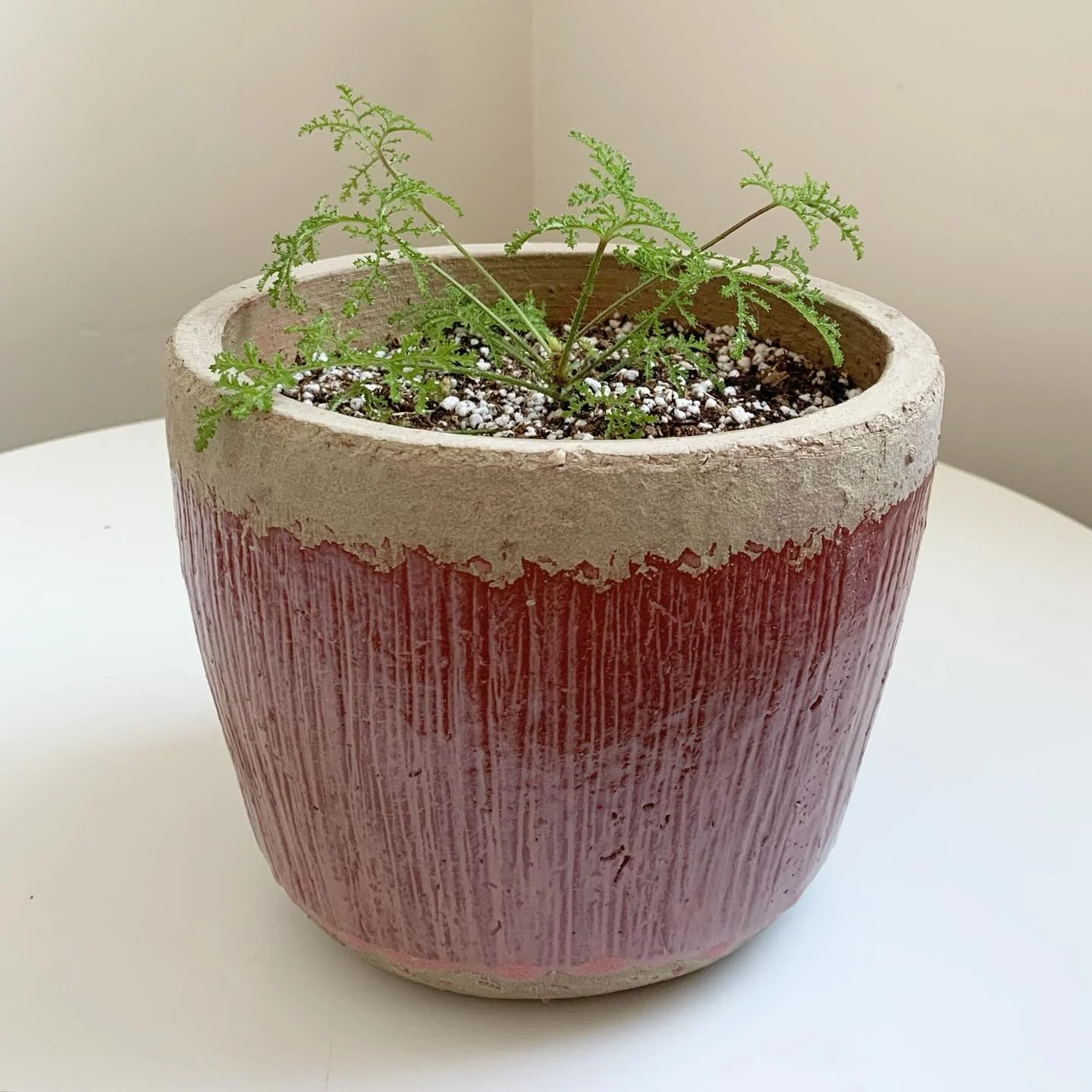 I was given this pot so one of my established cuttings de went in it.

#scentedpelargoniums #scentedgeranium #scentedleafpelargonium #pottedplants #plantsmakepeoplehappy #gardening #houseplants #evergreenplants