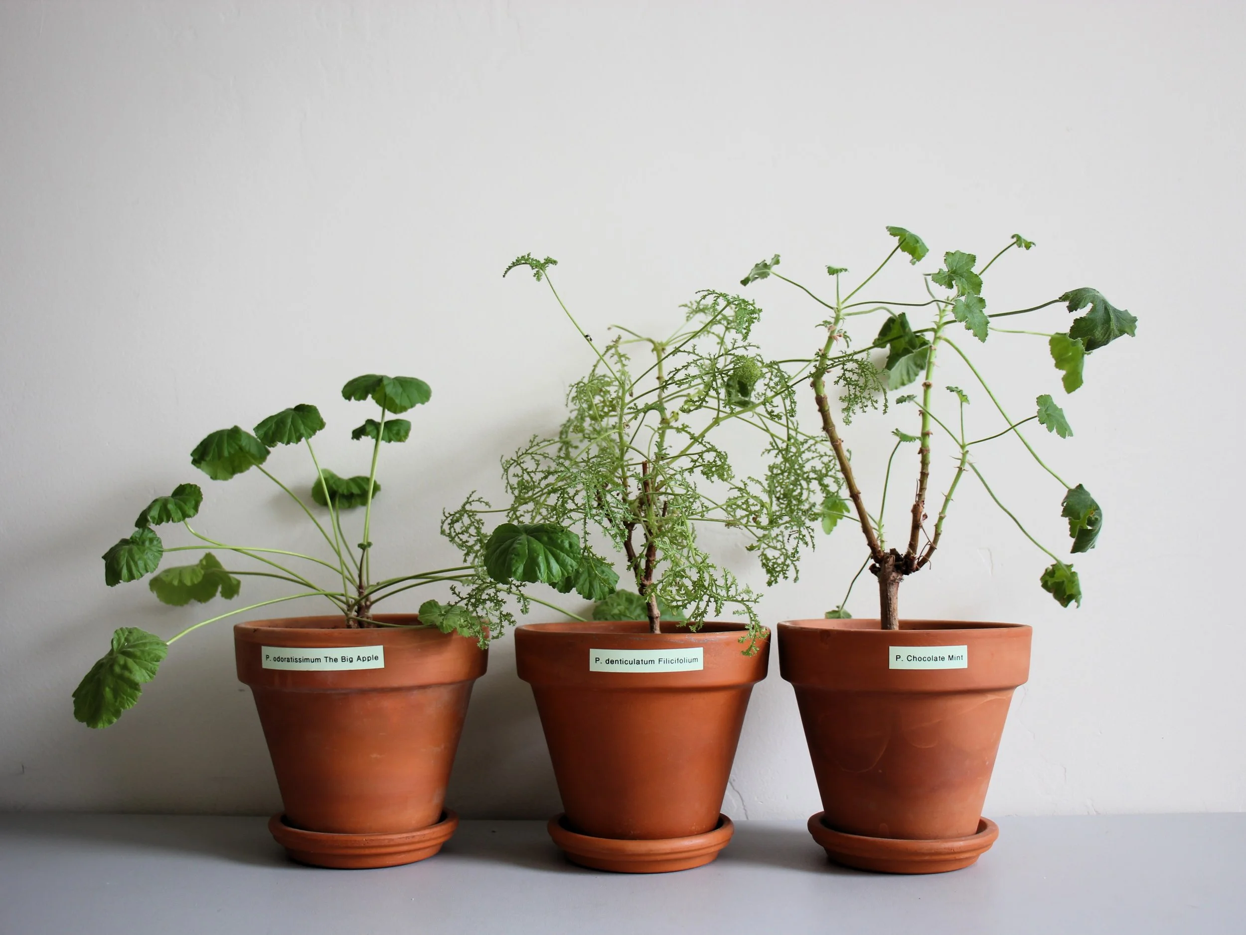 Three Scented Evergreen Plants