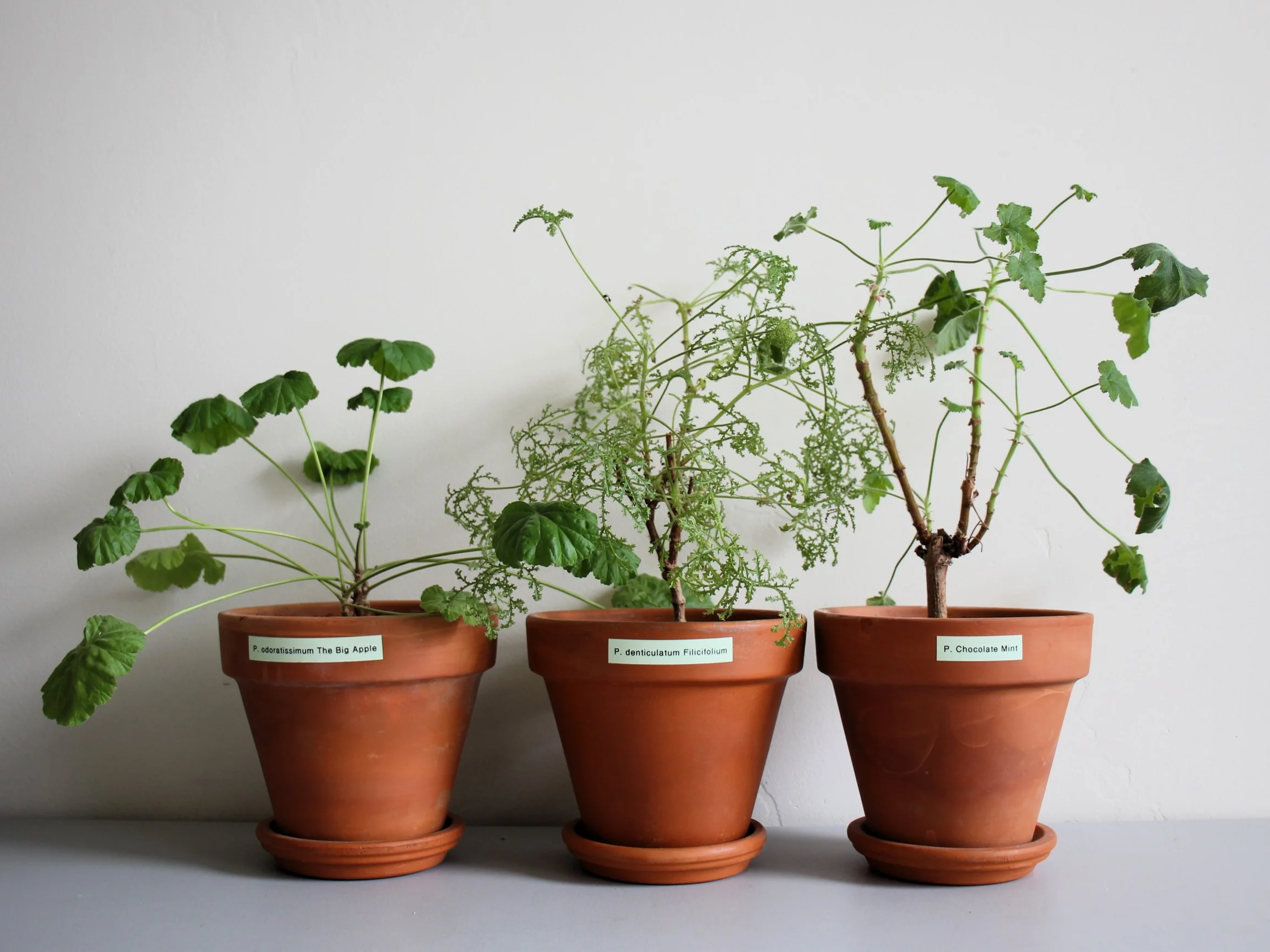 Three Scented Evergreen Plants