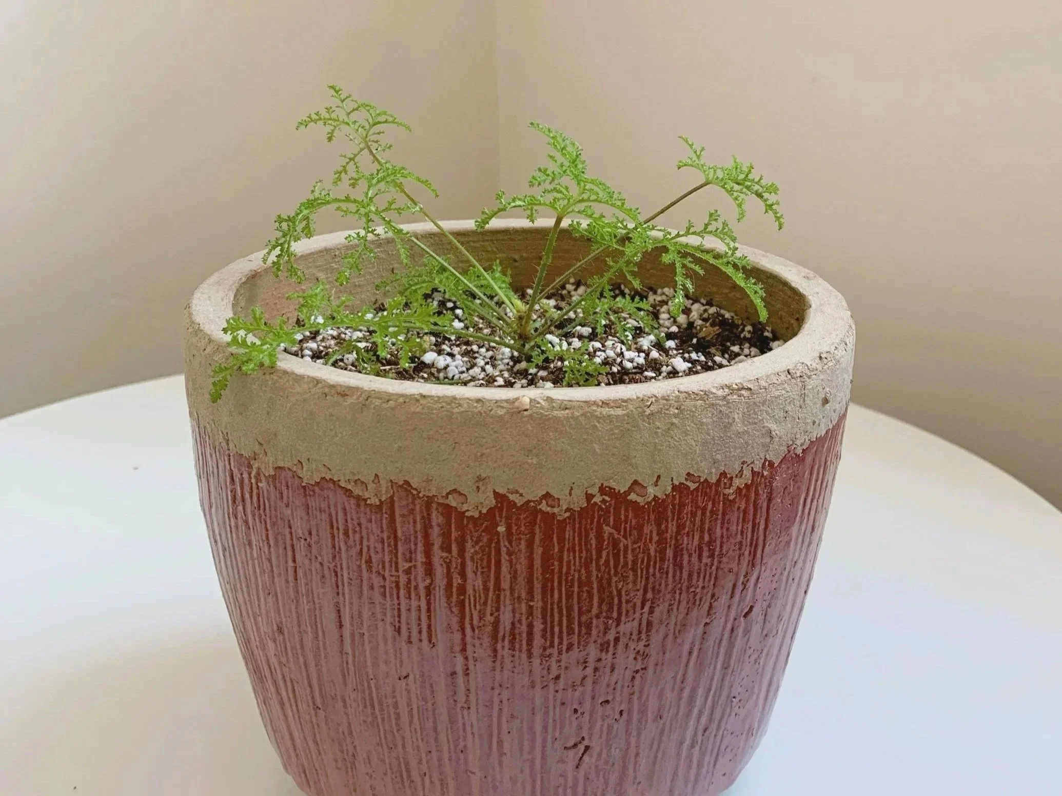 Decorative Pot For New Cutting