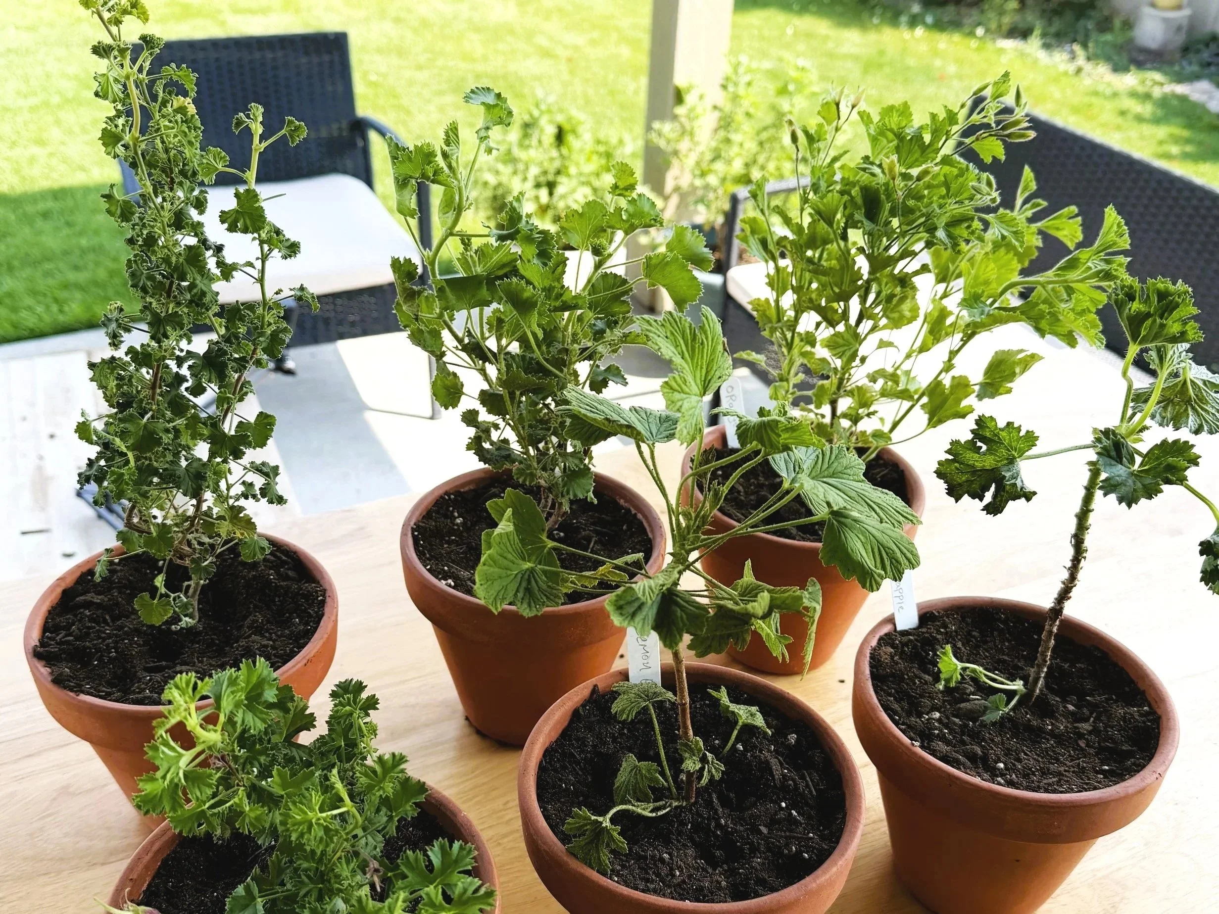 6 Fruit-Scented Pelargoniums