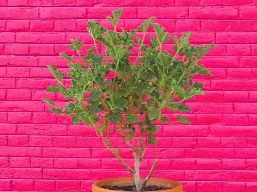 Red Capri Scented Pelargonium
