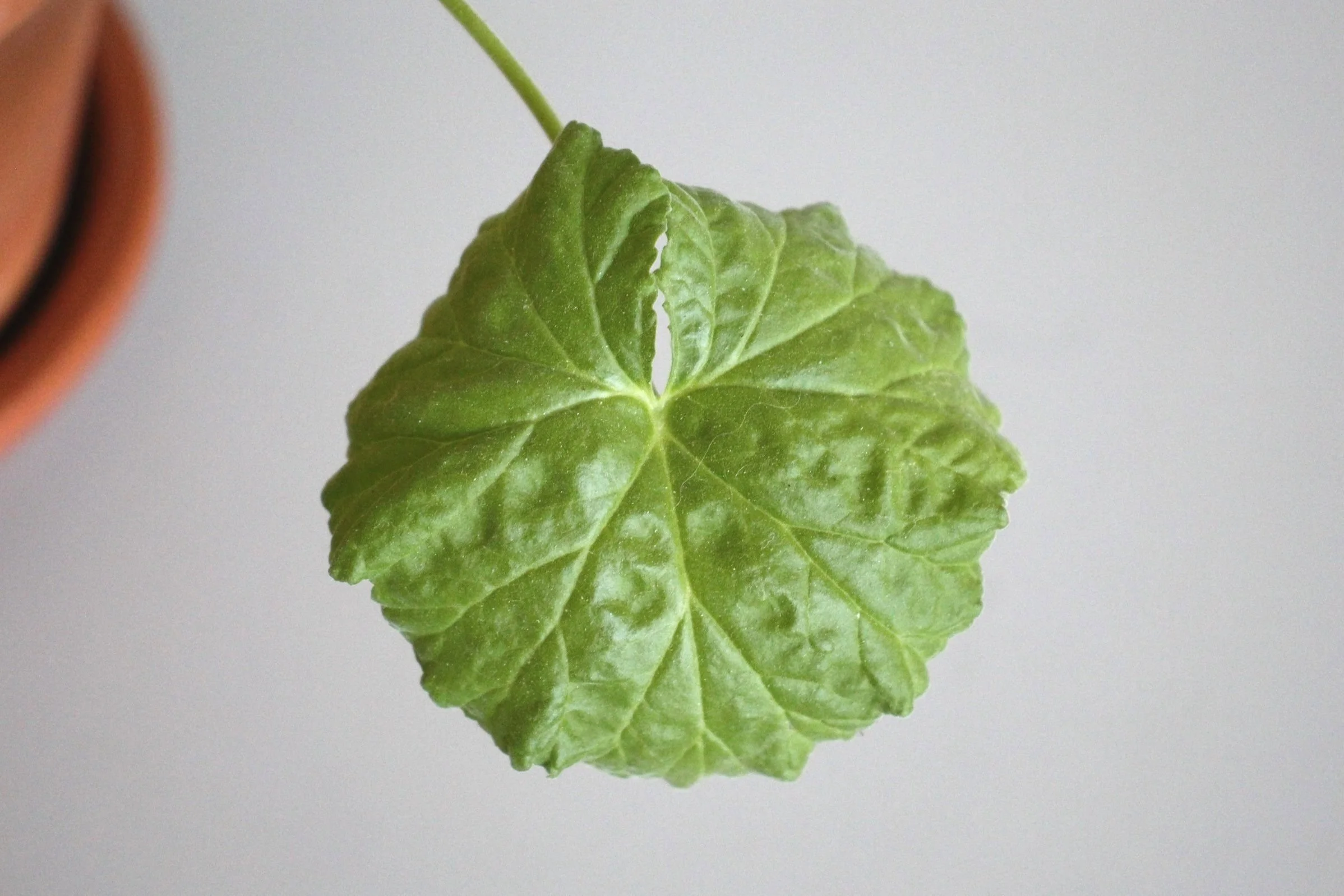 The Big Apple Scented Pelargonium Leaf