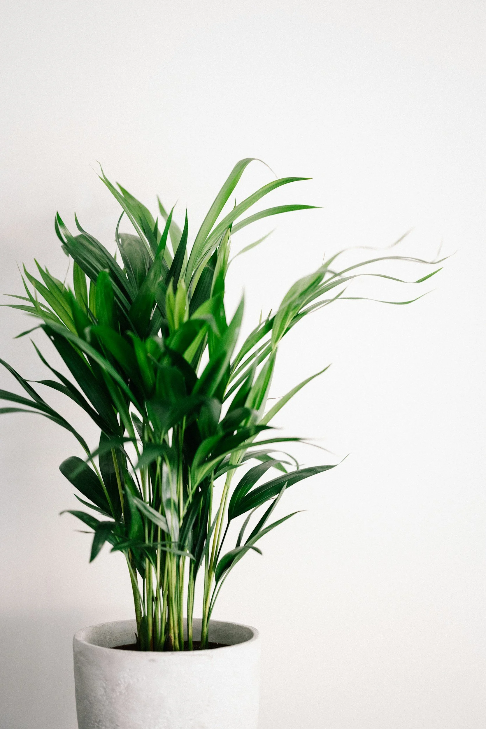 A green leafy houseplant in a white ceramic pot against a plain white background.