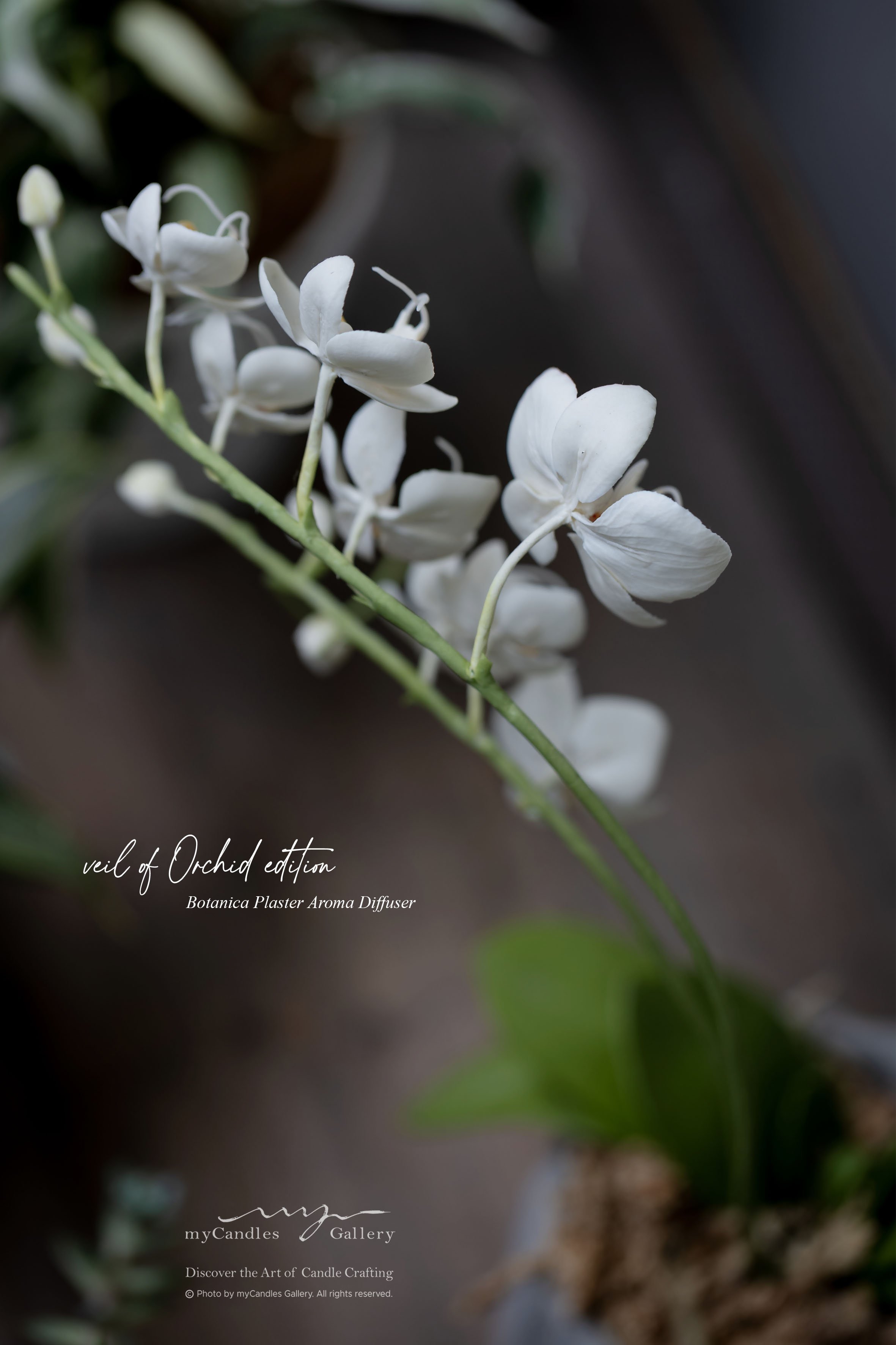 Plaster Paste Flower - Orchid