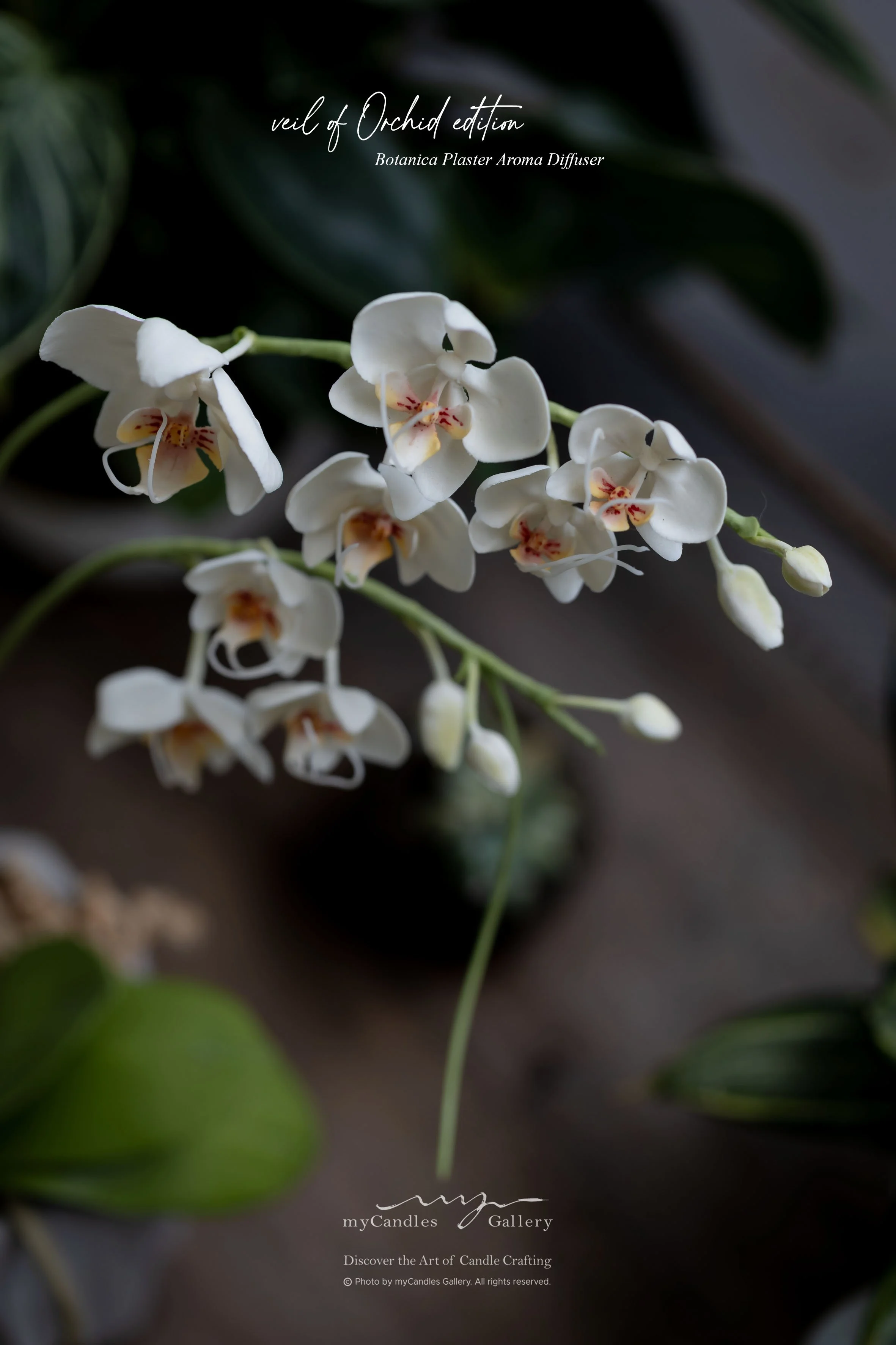 Plaster Paste Orchid Plant