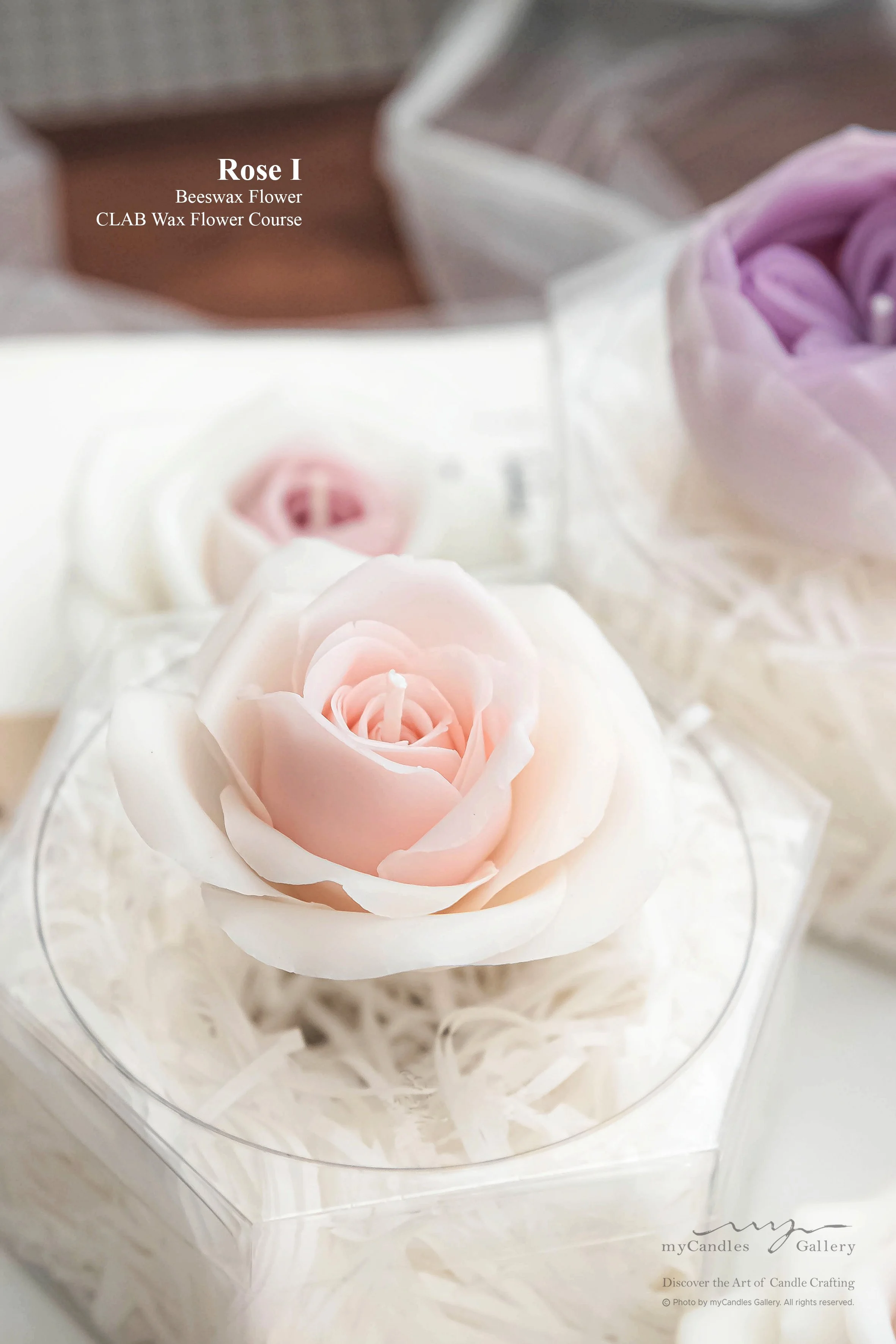 CLAB Wax Flower - Rose