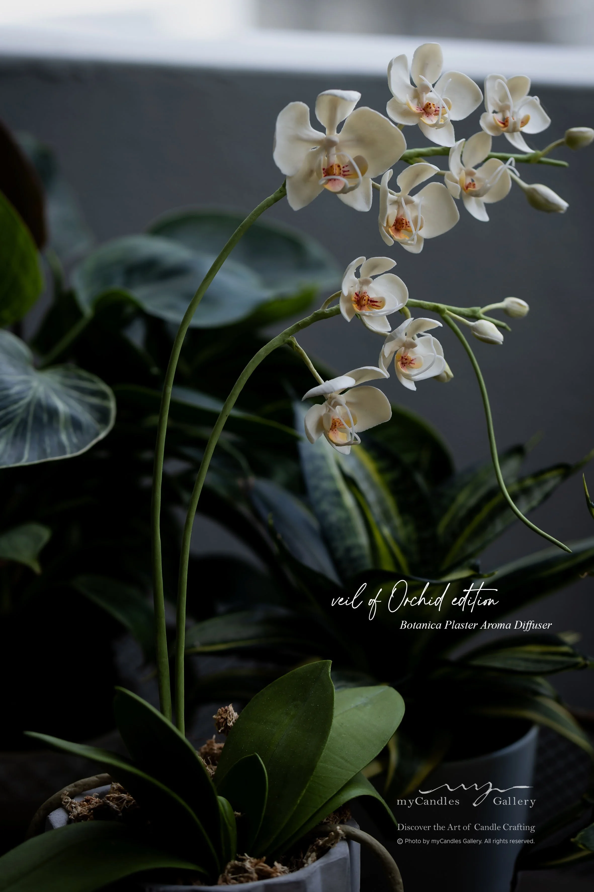 Orchid Plant made of plaster paste