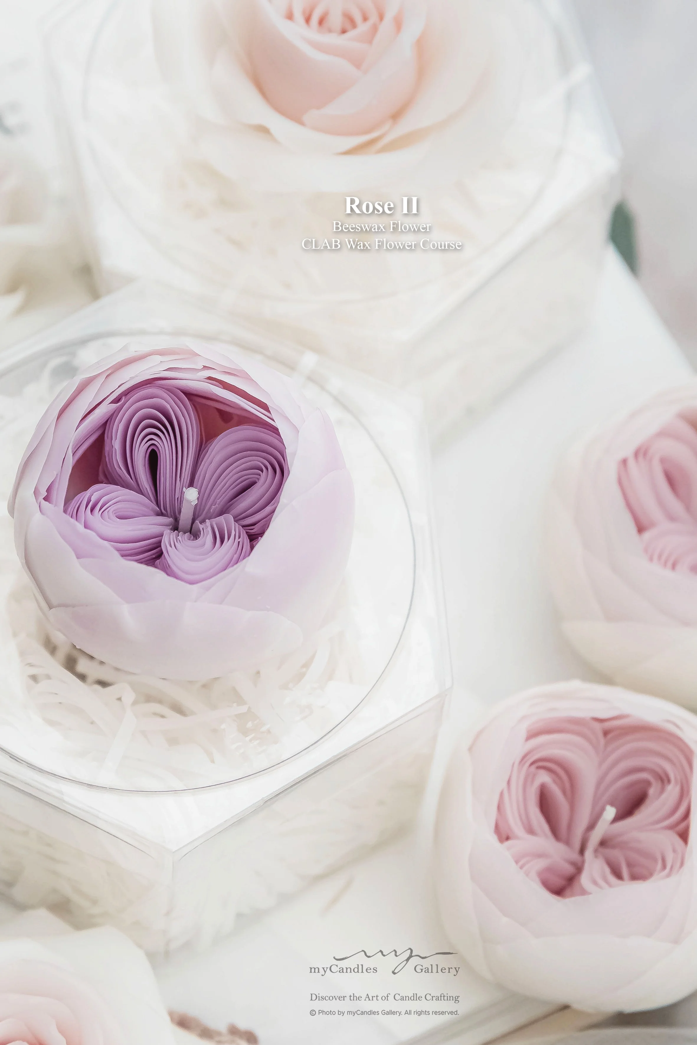 CLAB Wax Flower - Rose
