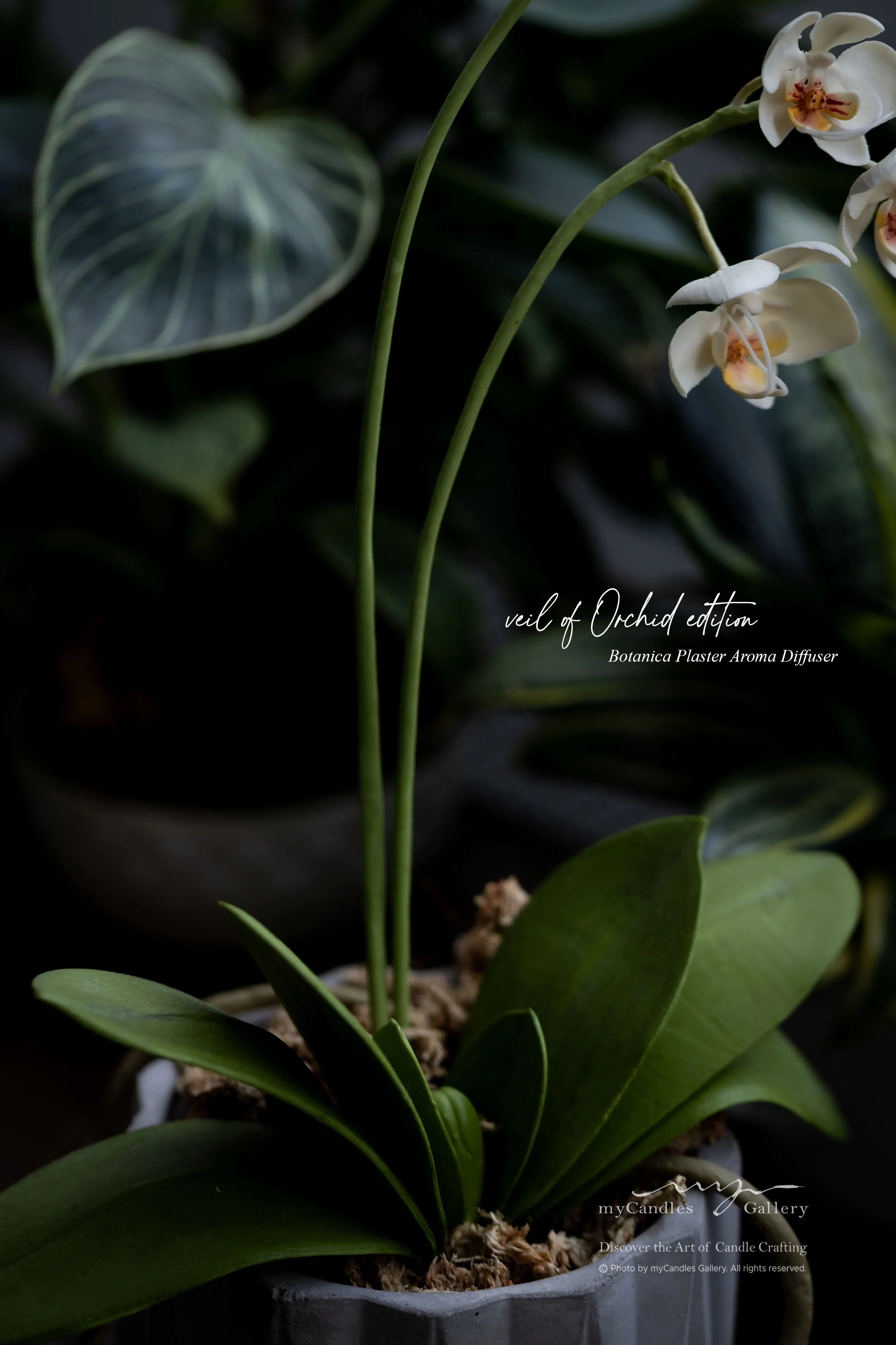 Botanica Plaster Aroma Diffuser - Orchid Plant