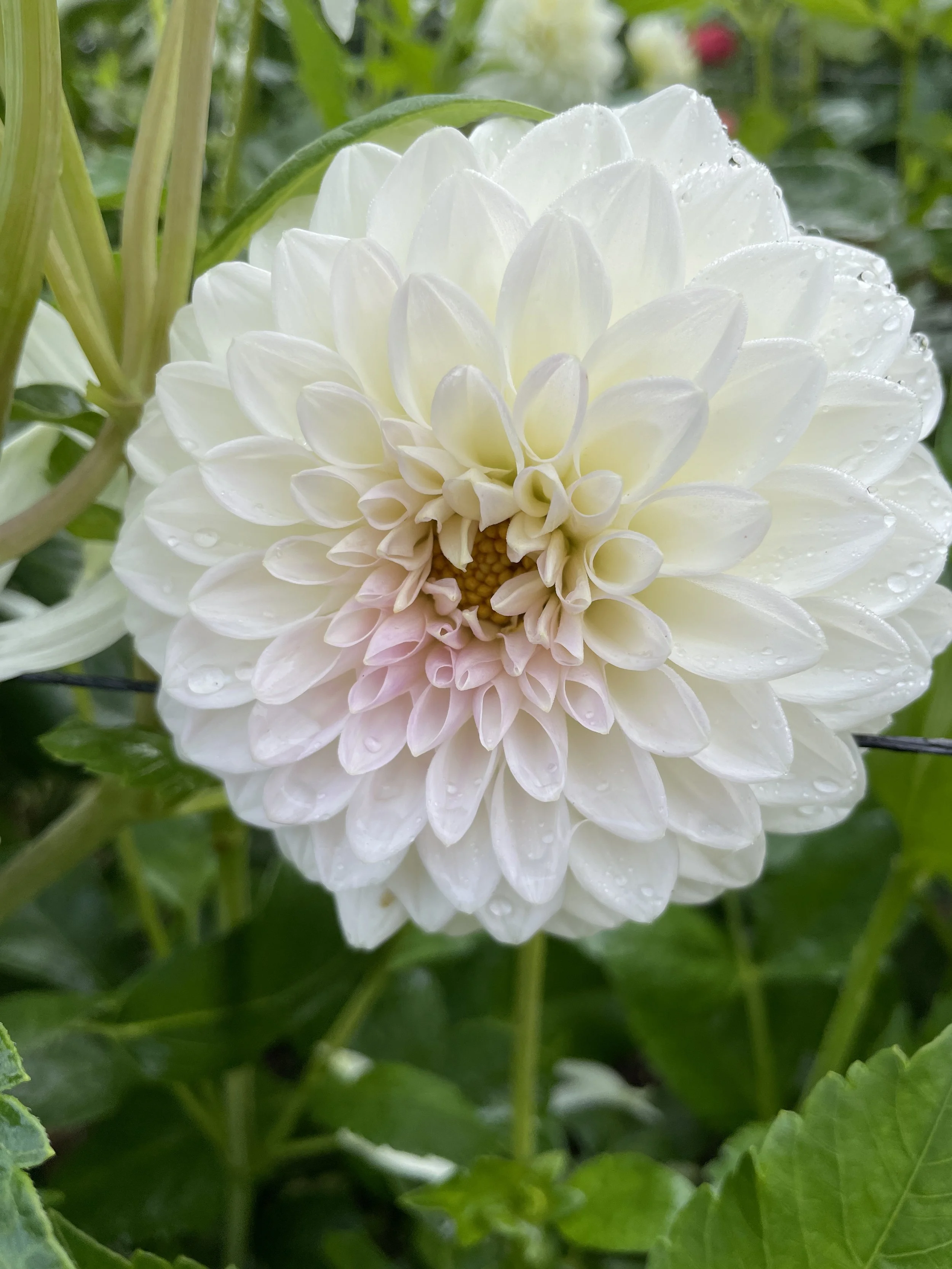 NARROWS RYDER 20.jpg