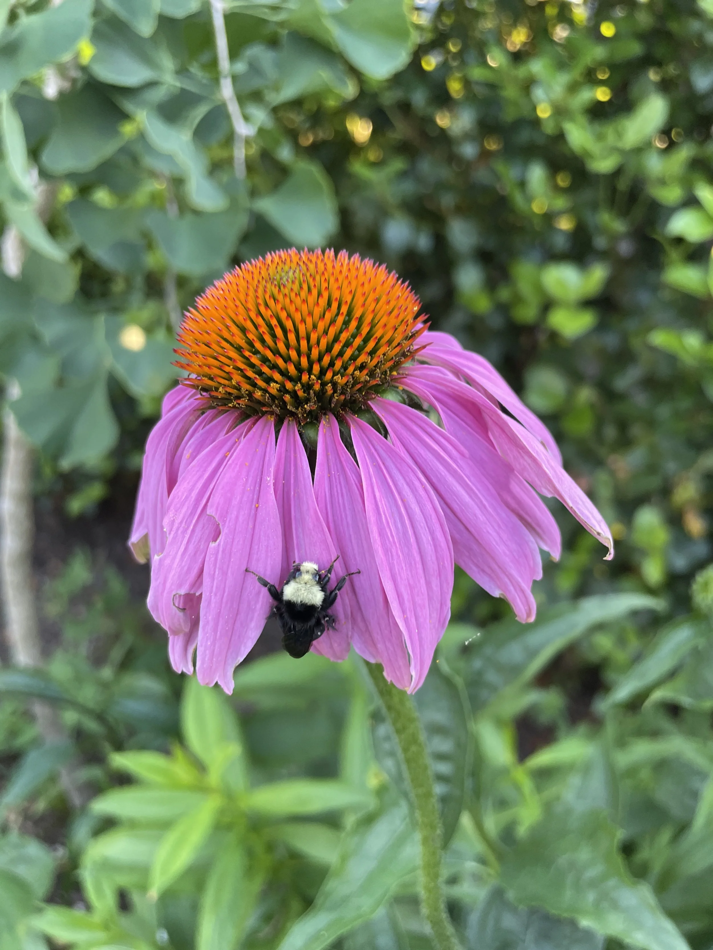 Echinacea_purple.JPG