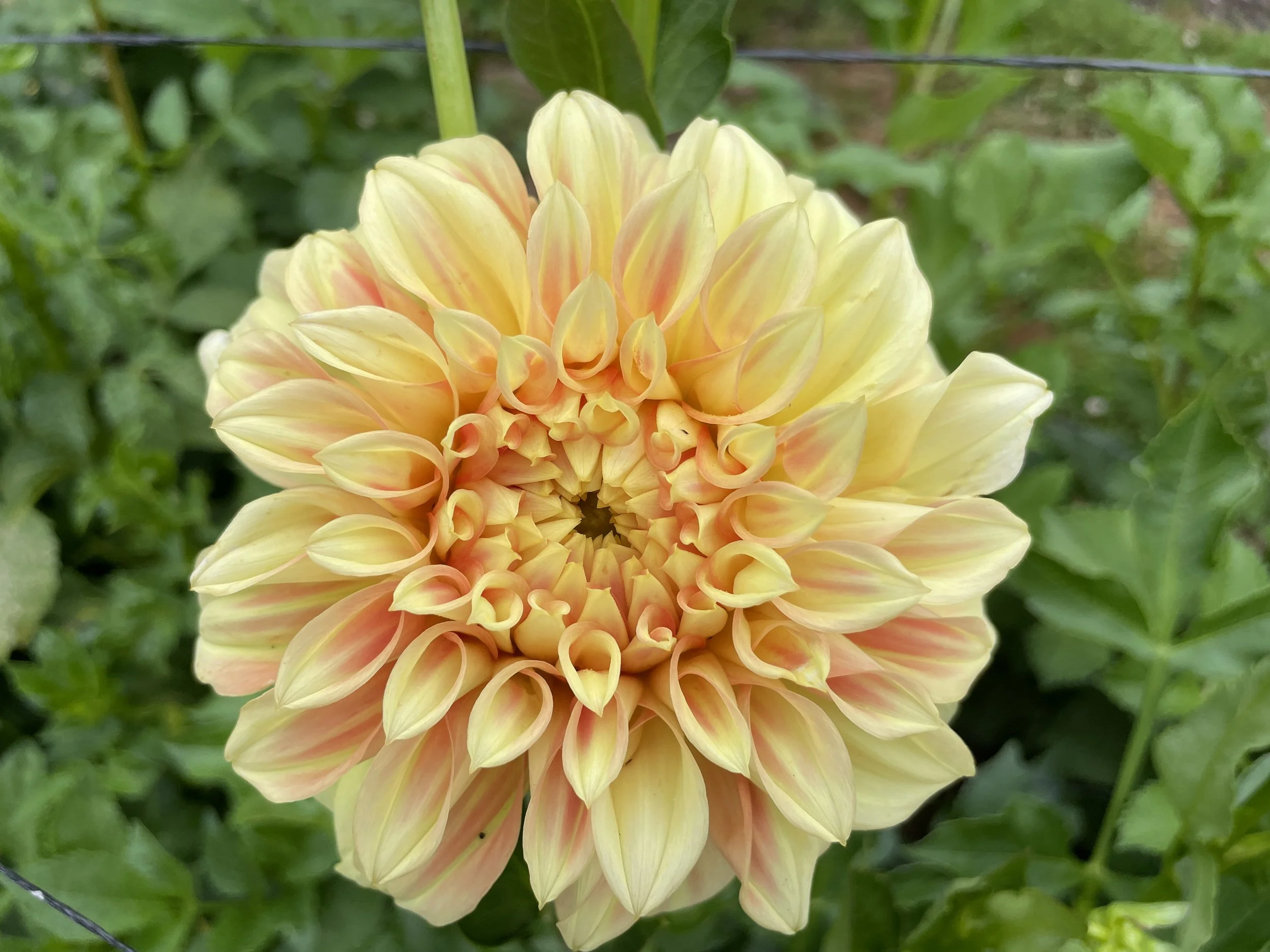 BRACKEN SARAH 01.jpg