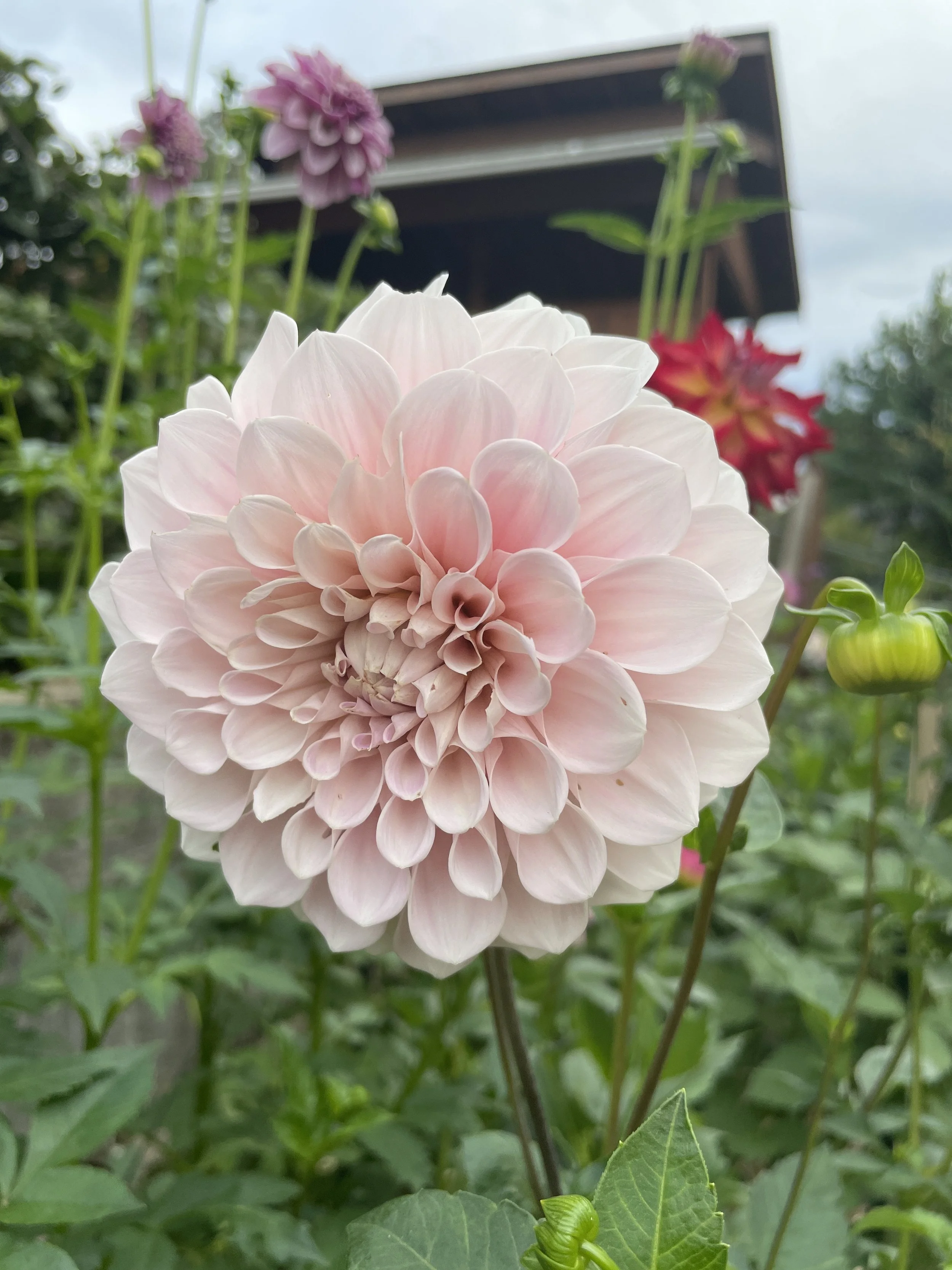 Sweet Nathalie -- 6 Pack -- Bulk Tubers