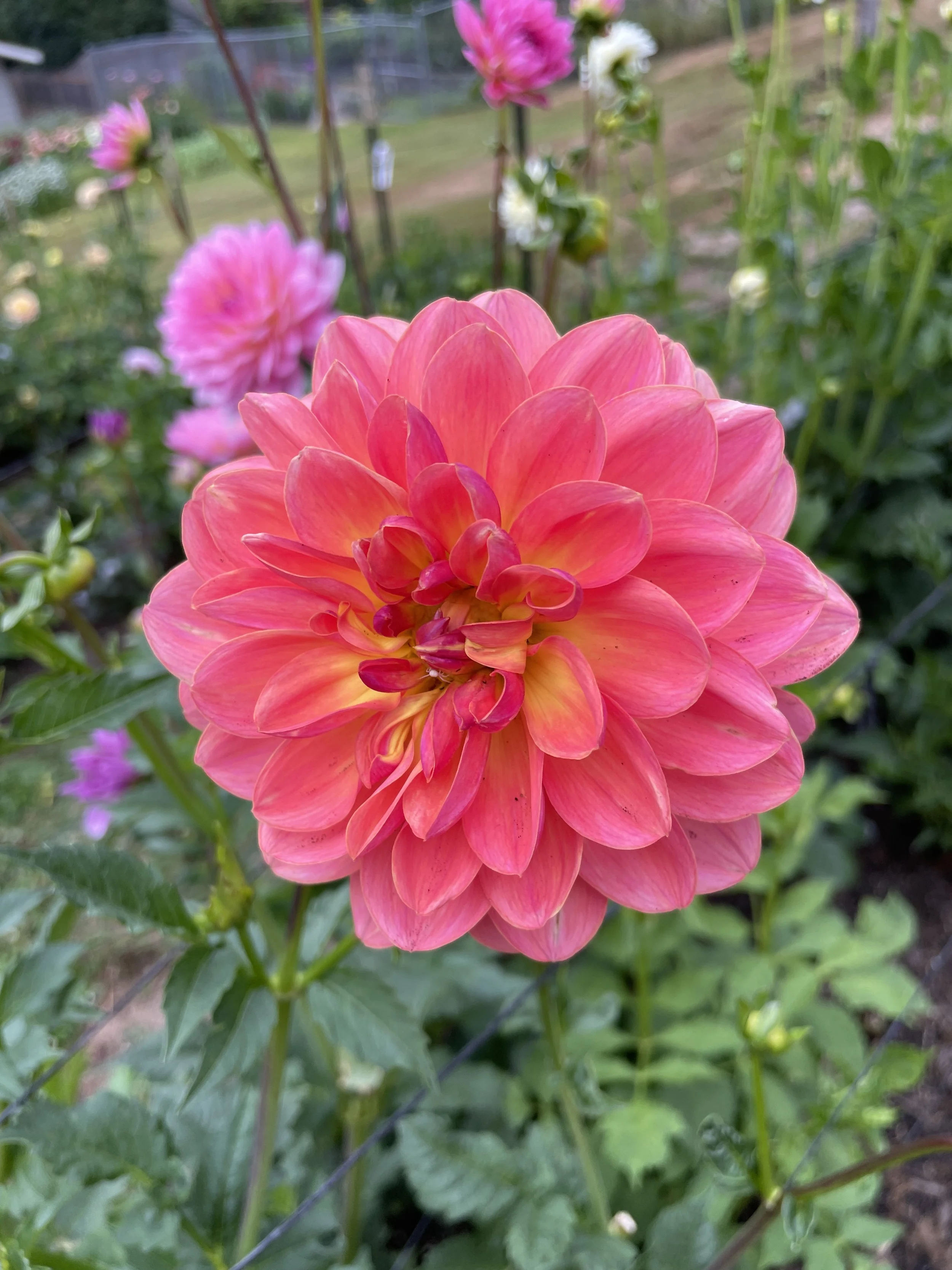 WILDWOOD MARIE 04.jpg