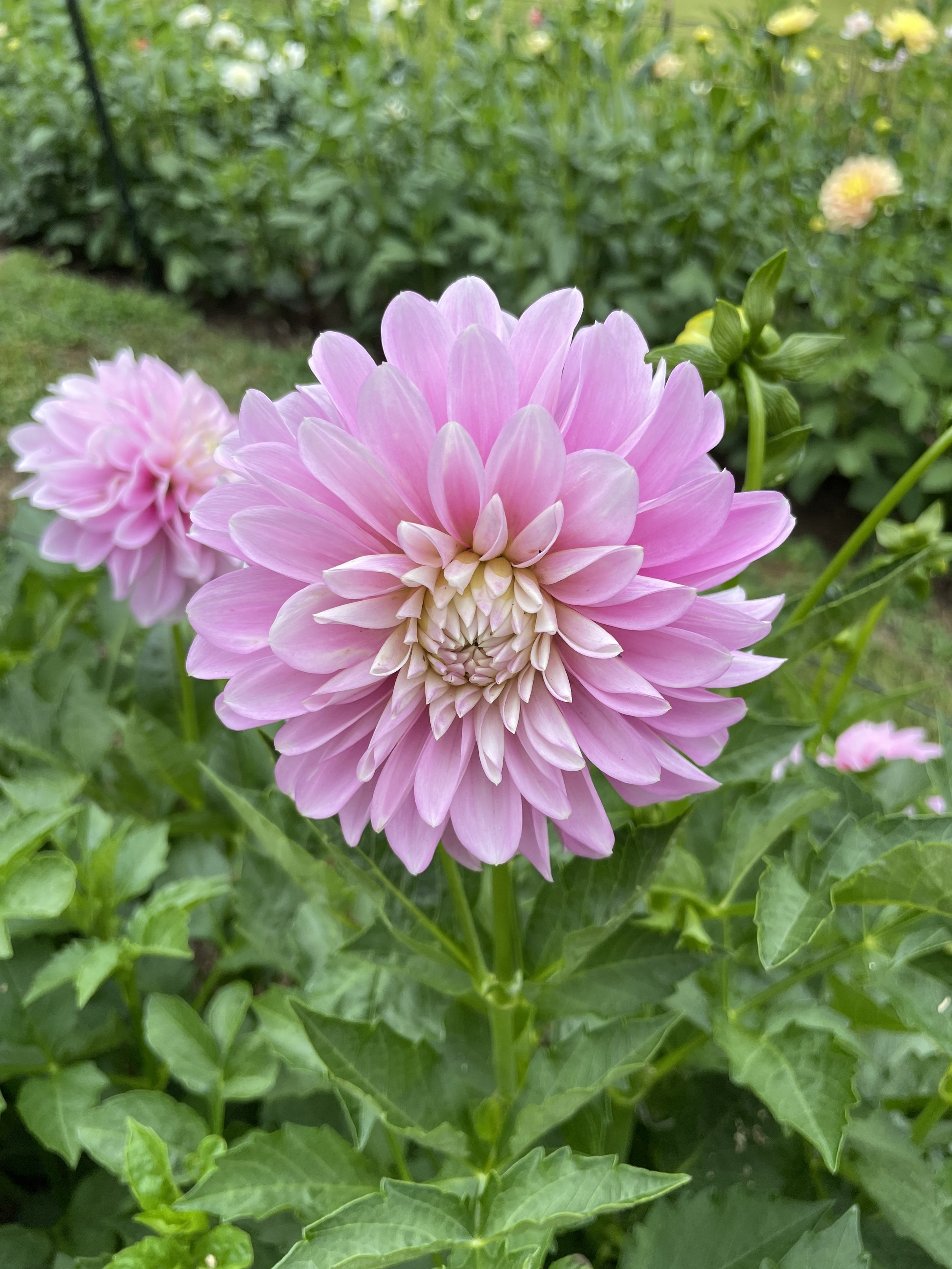 CSY Kay -- 6 Pack -- Bulk Tubers