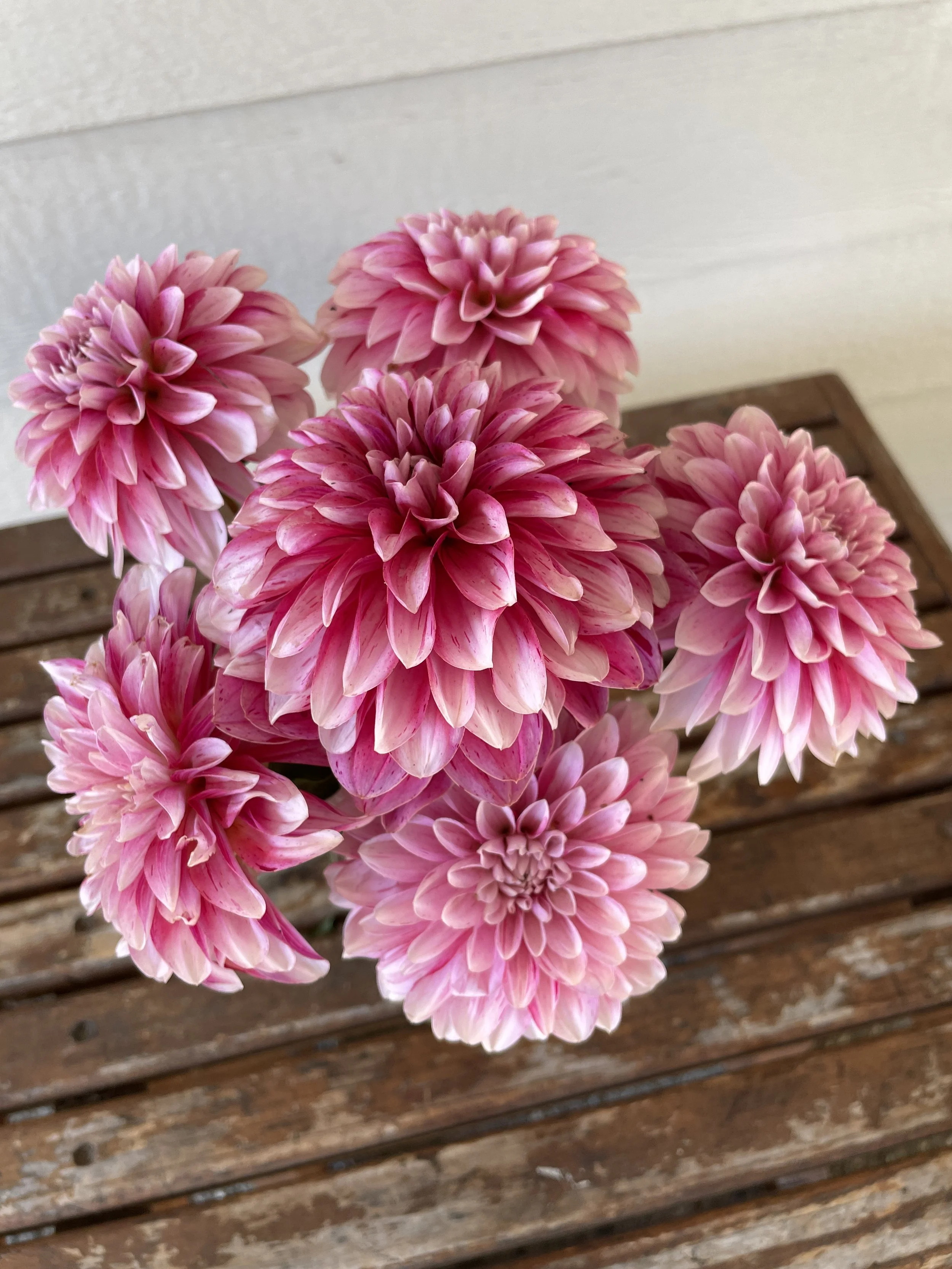 STRAWBERRY CREAM 01.jpg