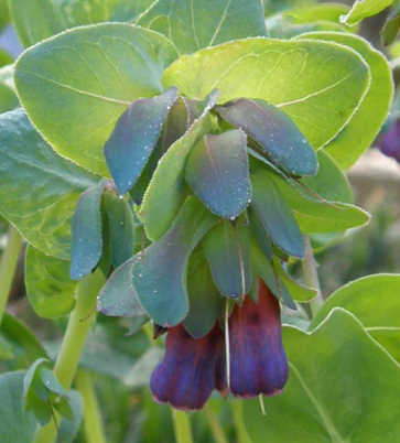 Cerinthe 1.png