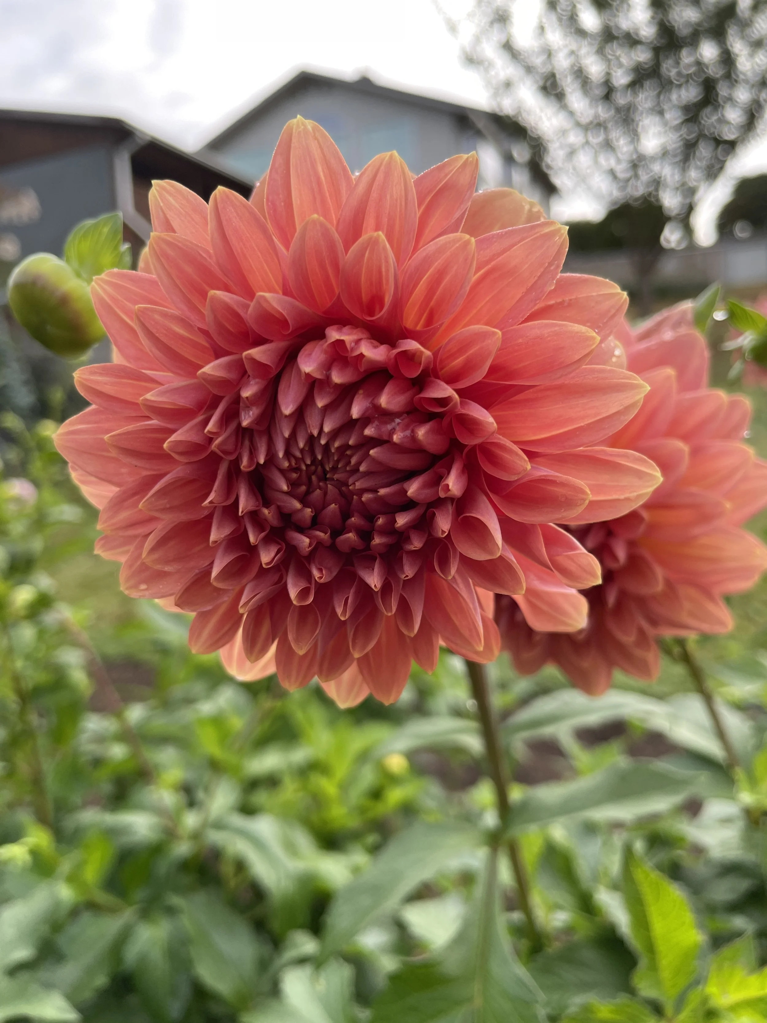 CORAL MYSTERY 20.jpg