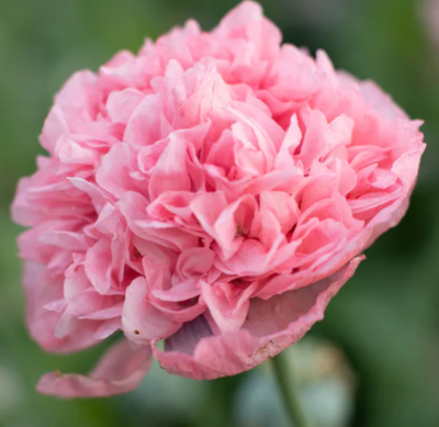 BREADSEED POPPY 'Pink Peony' Seed Packet