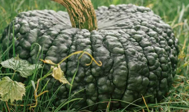 blue knucklehead pumpkin.png