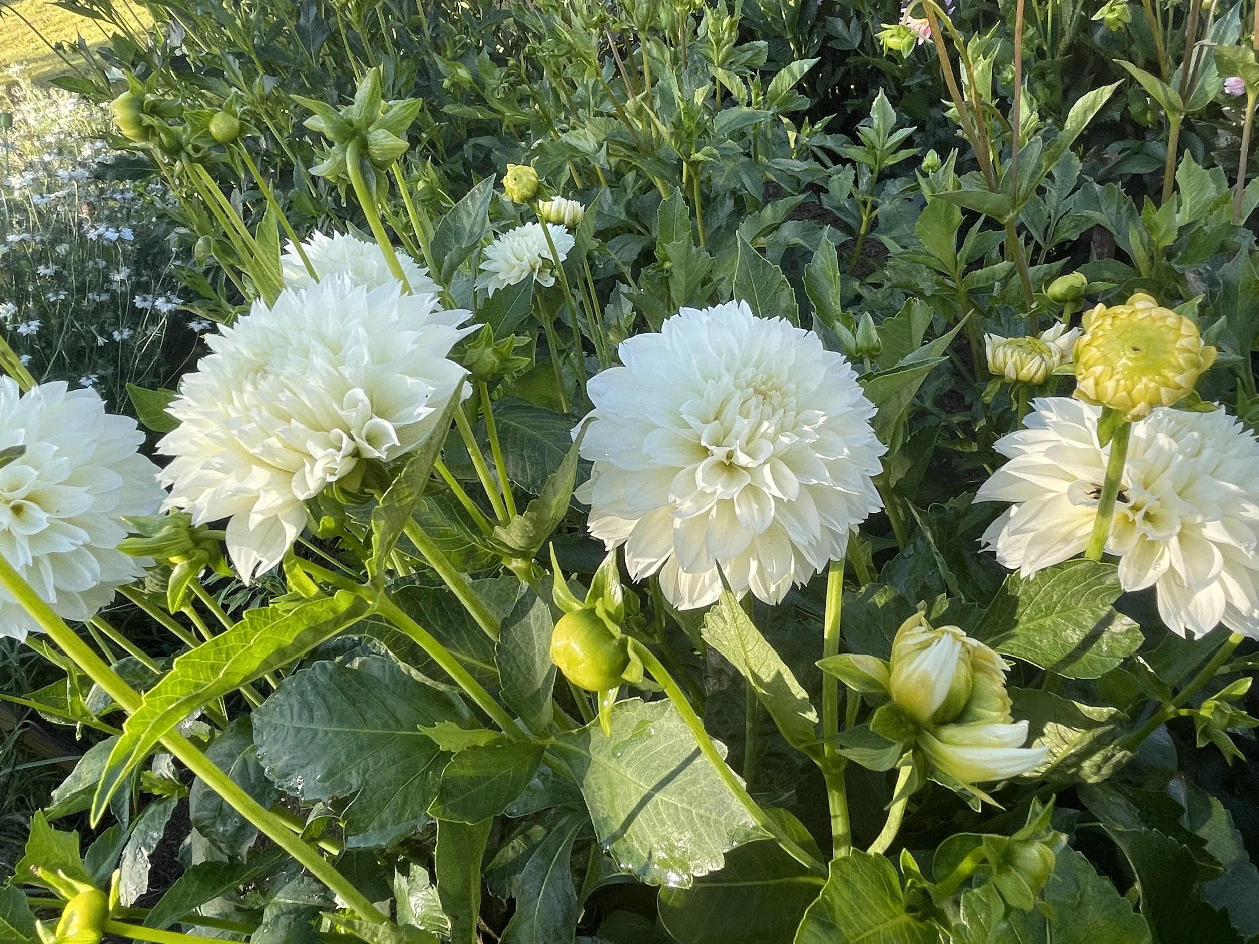 GITTS ATTENTION 04.jpg