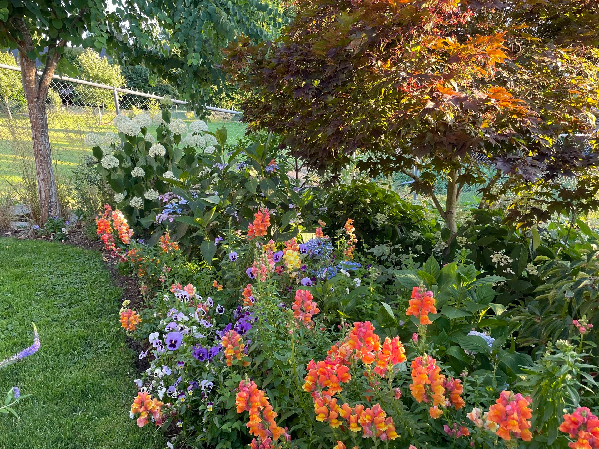Colorful flower garden with orange, purple, and white blooms, next to a green lawn and a chain-link fence, with trees in the background.