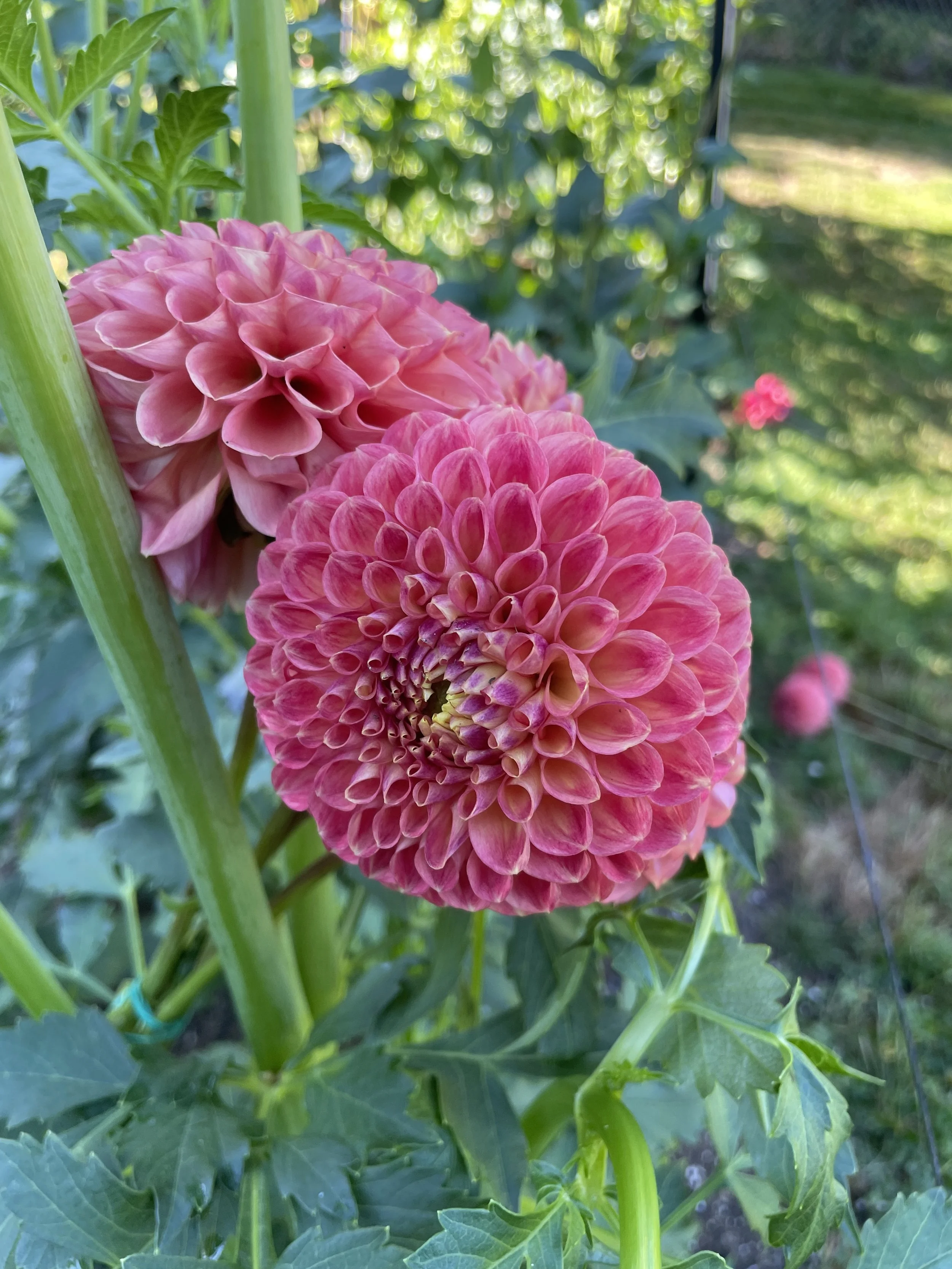 CSY BOUNTY 06.jpg (Copy)