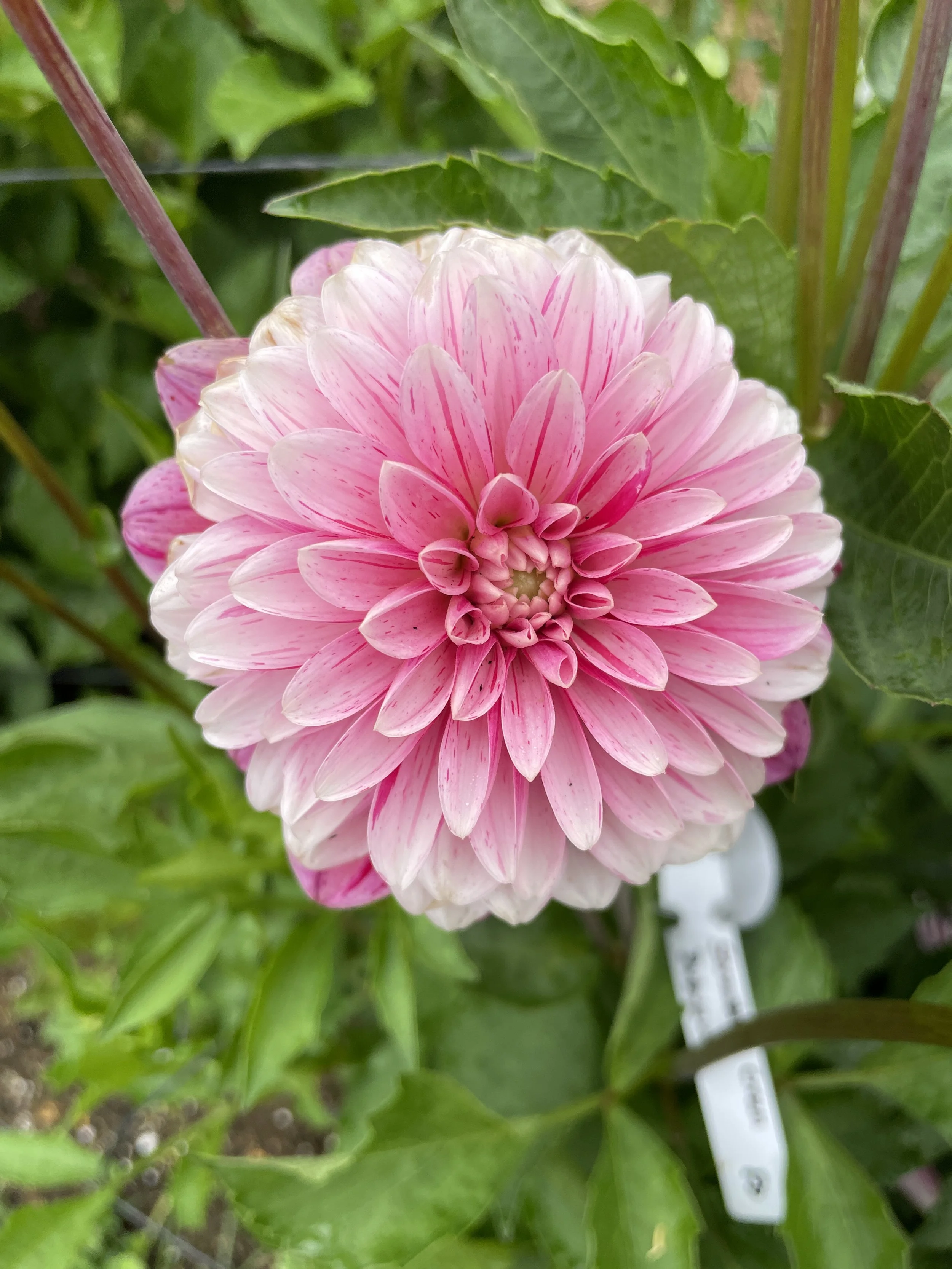 STRAWBERRY CREAM 04.jpg