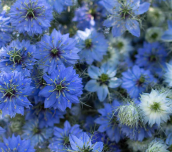 NIGELLA 'Miss Jekyll Dark Blue'  Seed Packet -- 1 gram