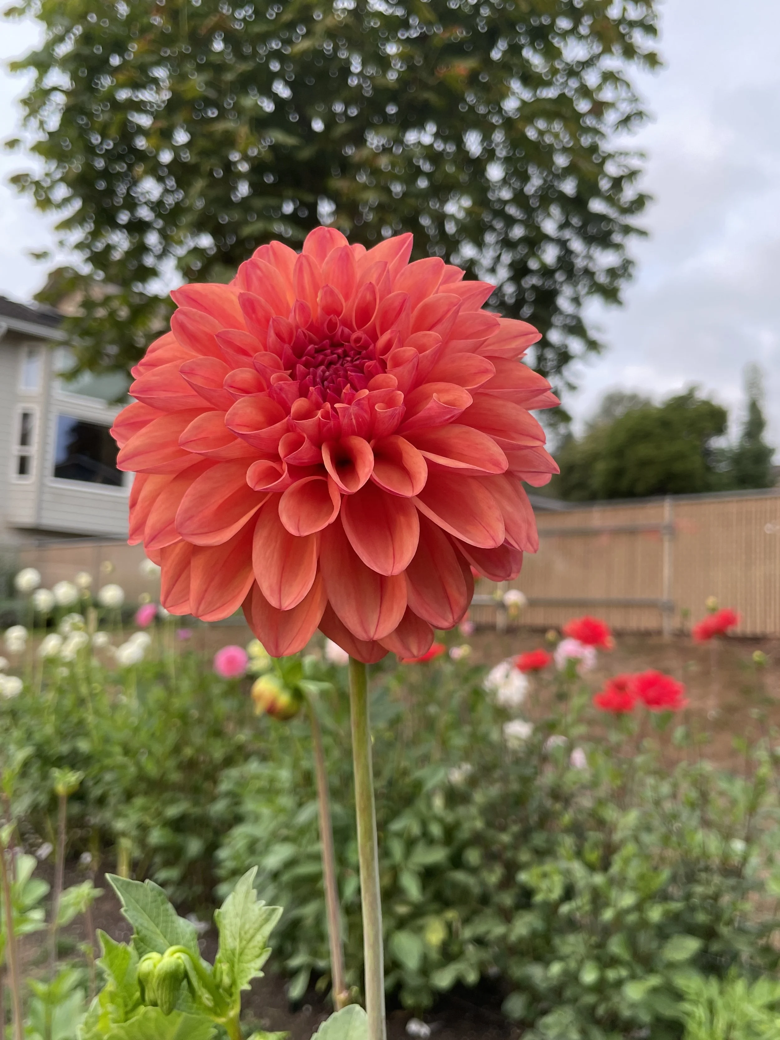 Ferncliff Copper 10.jpg