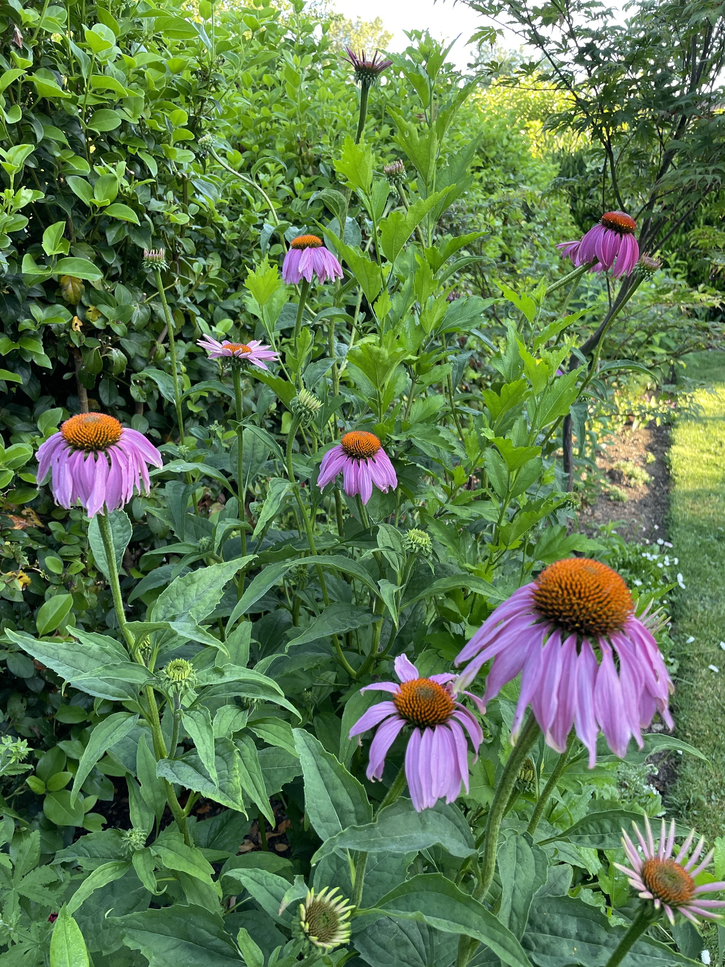 Echinacea.JPG