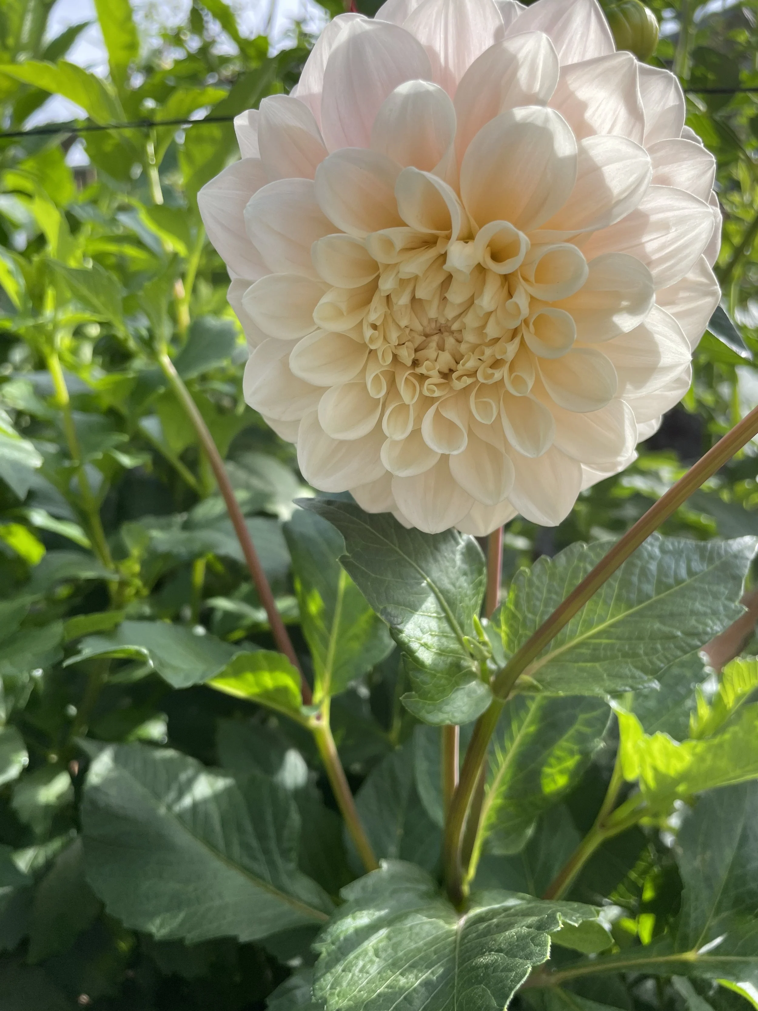 IMG_6217.jpeg (Copy)