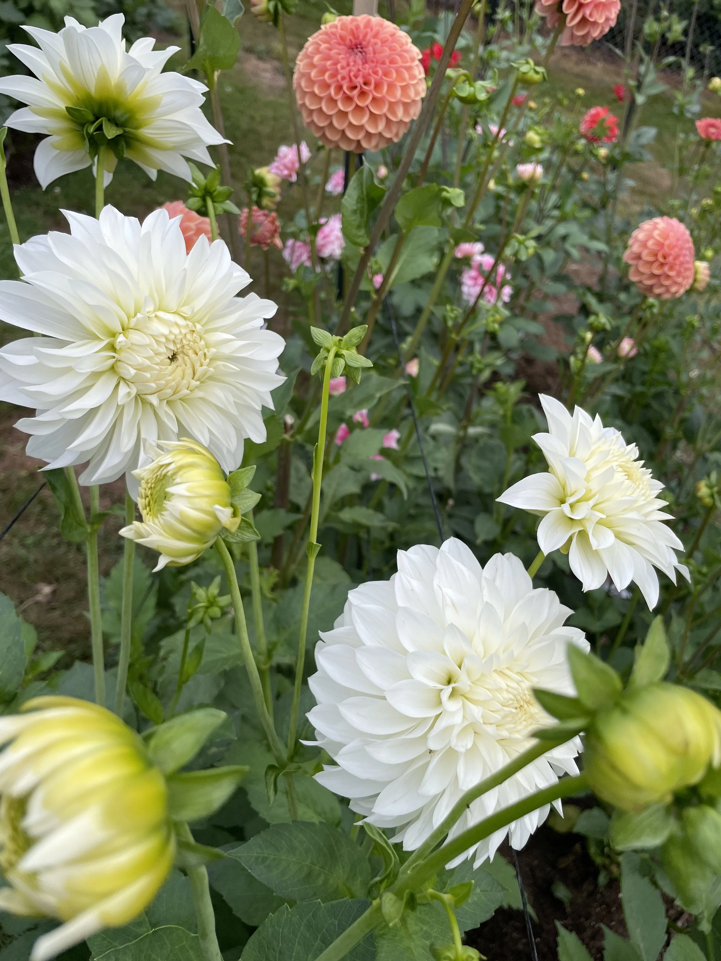 White dahlias and pink dahlias blooming in a garden.