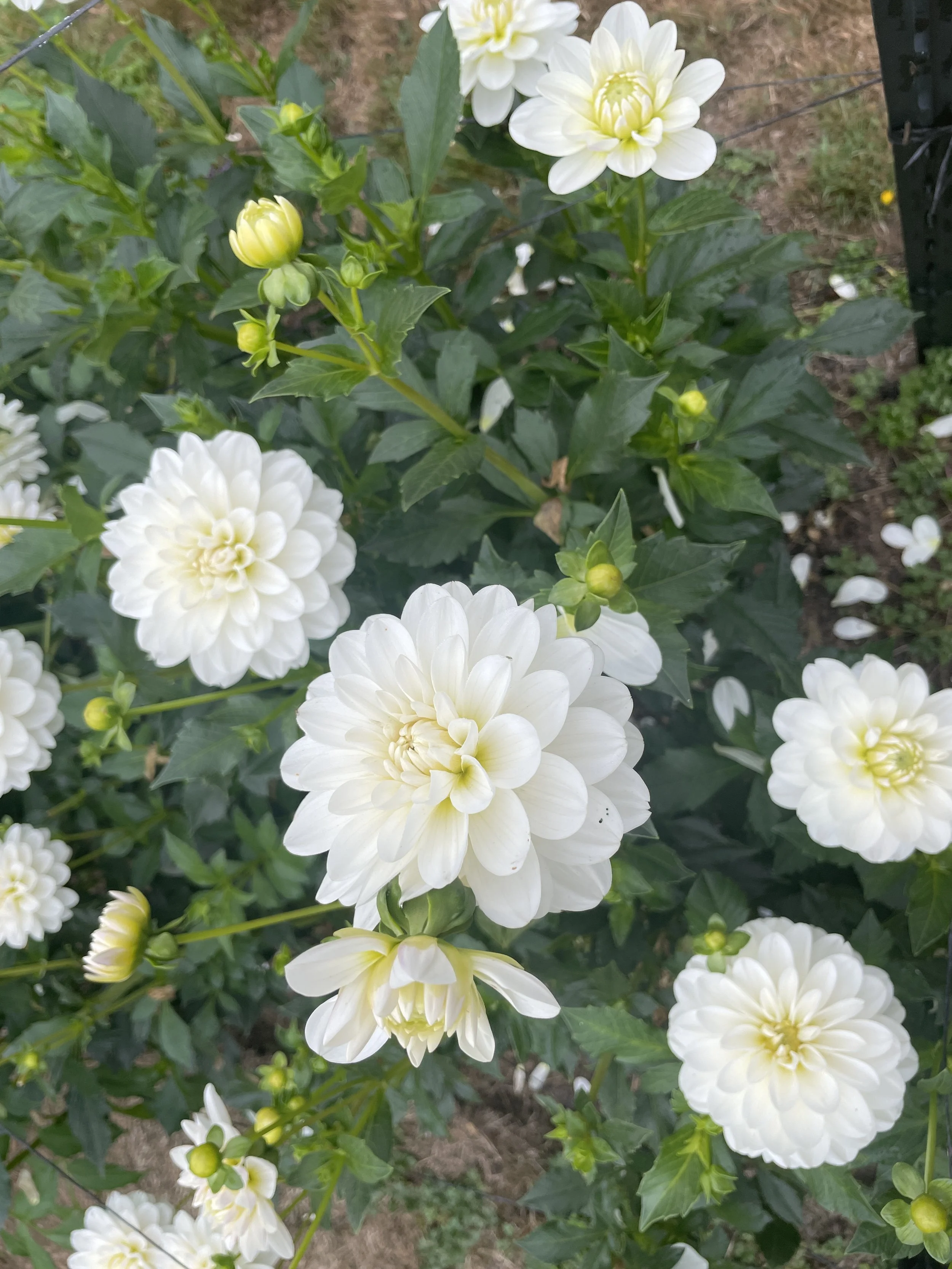 bride to be group 2.jpg