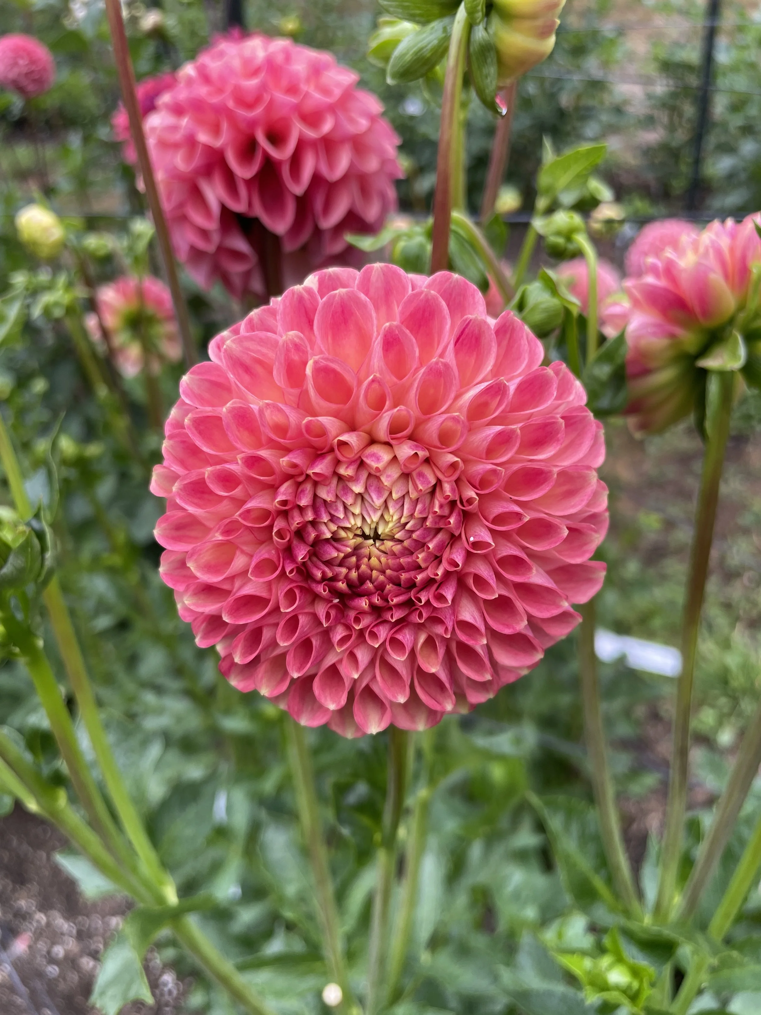 CSY BOUNTY 02.jpg (Copy)