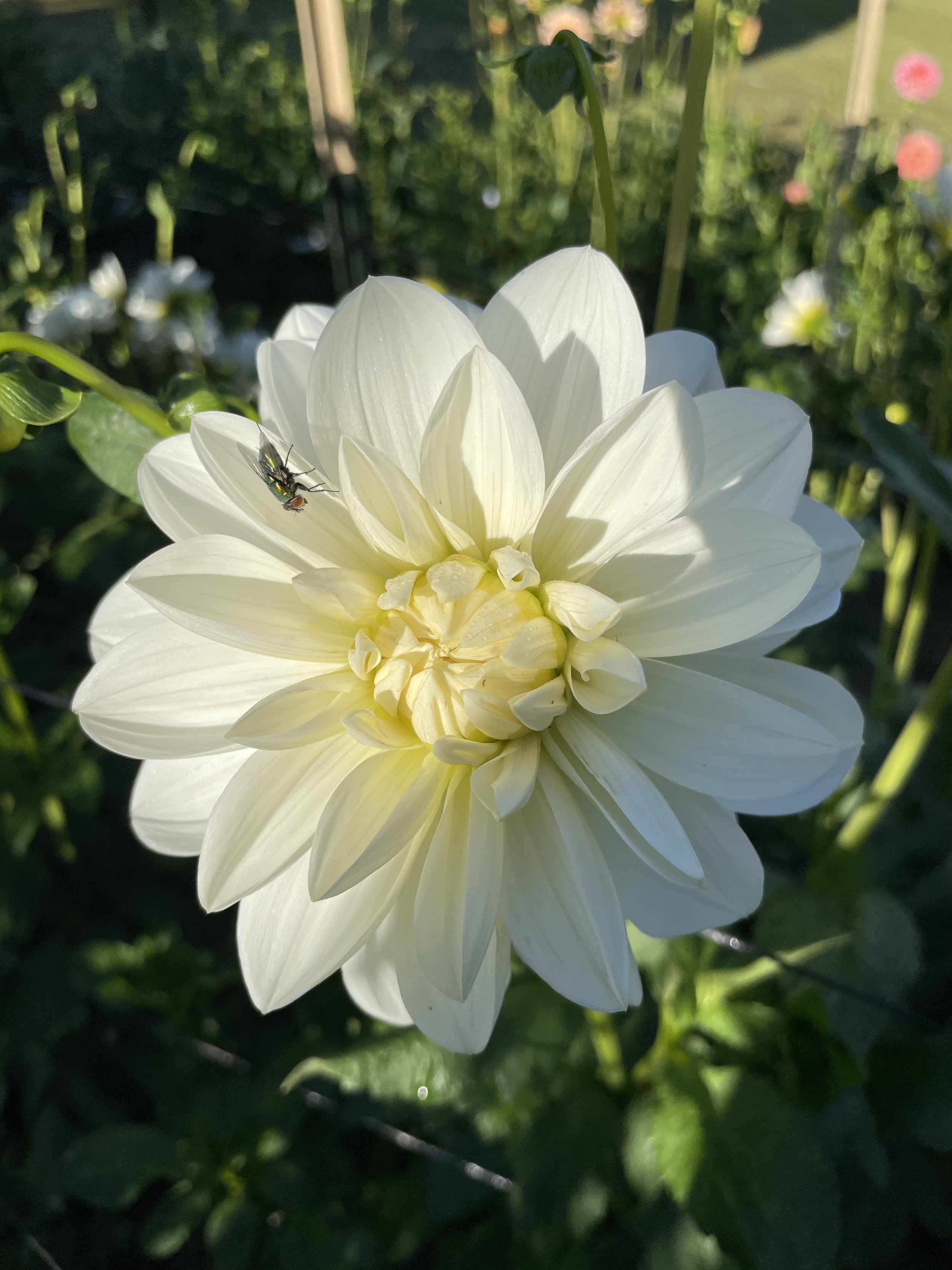 BRIDEZILLA 05.jpg (Copy)