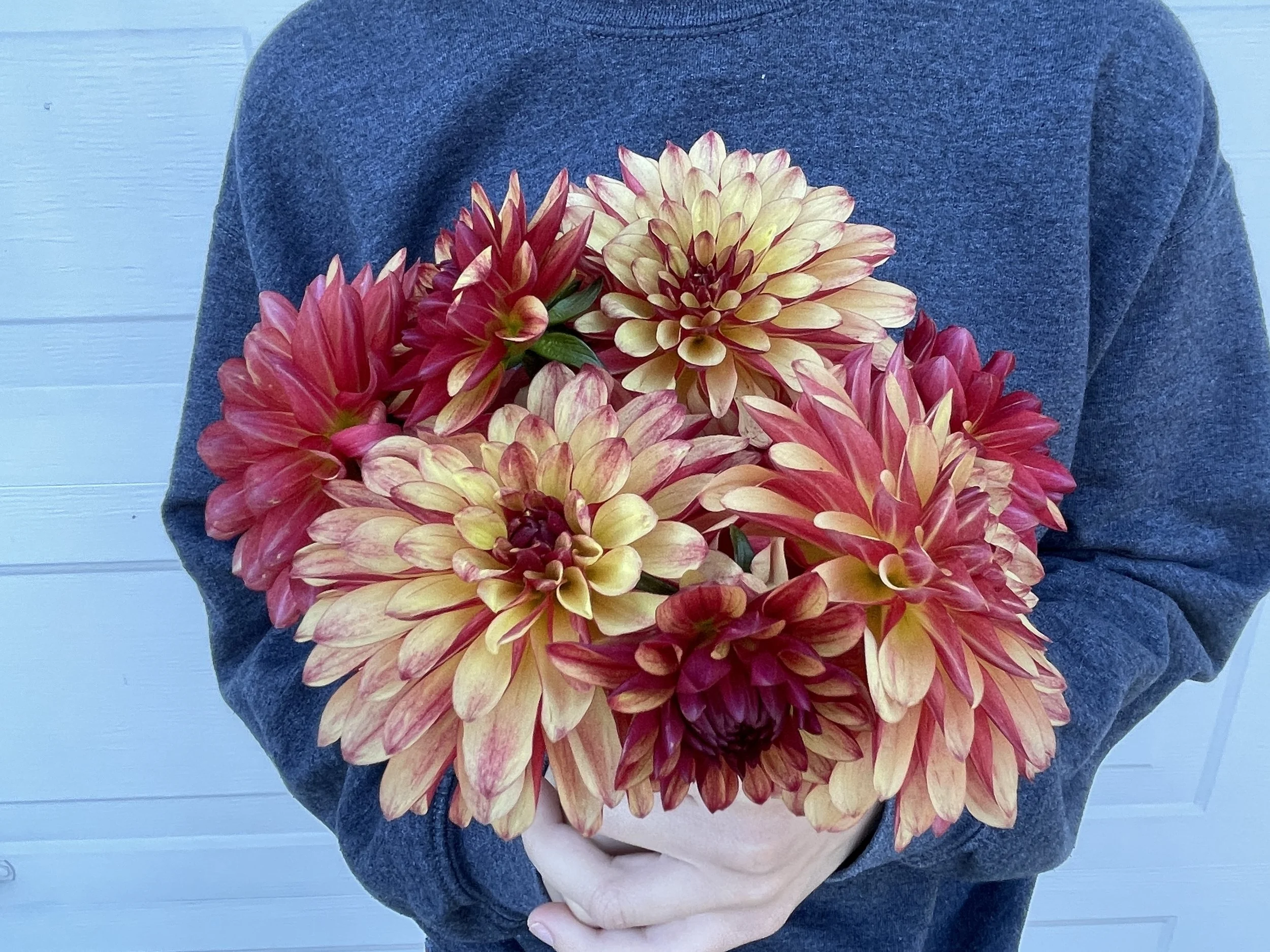 FIDALGO JULIE 02.jpg