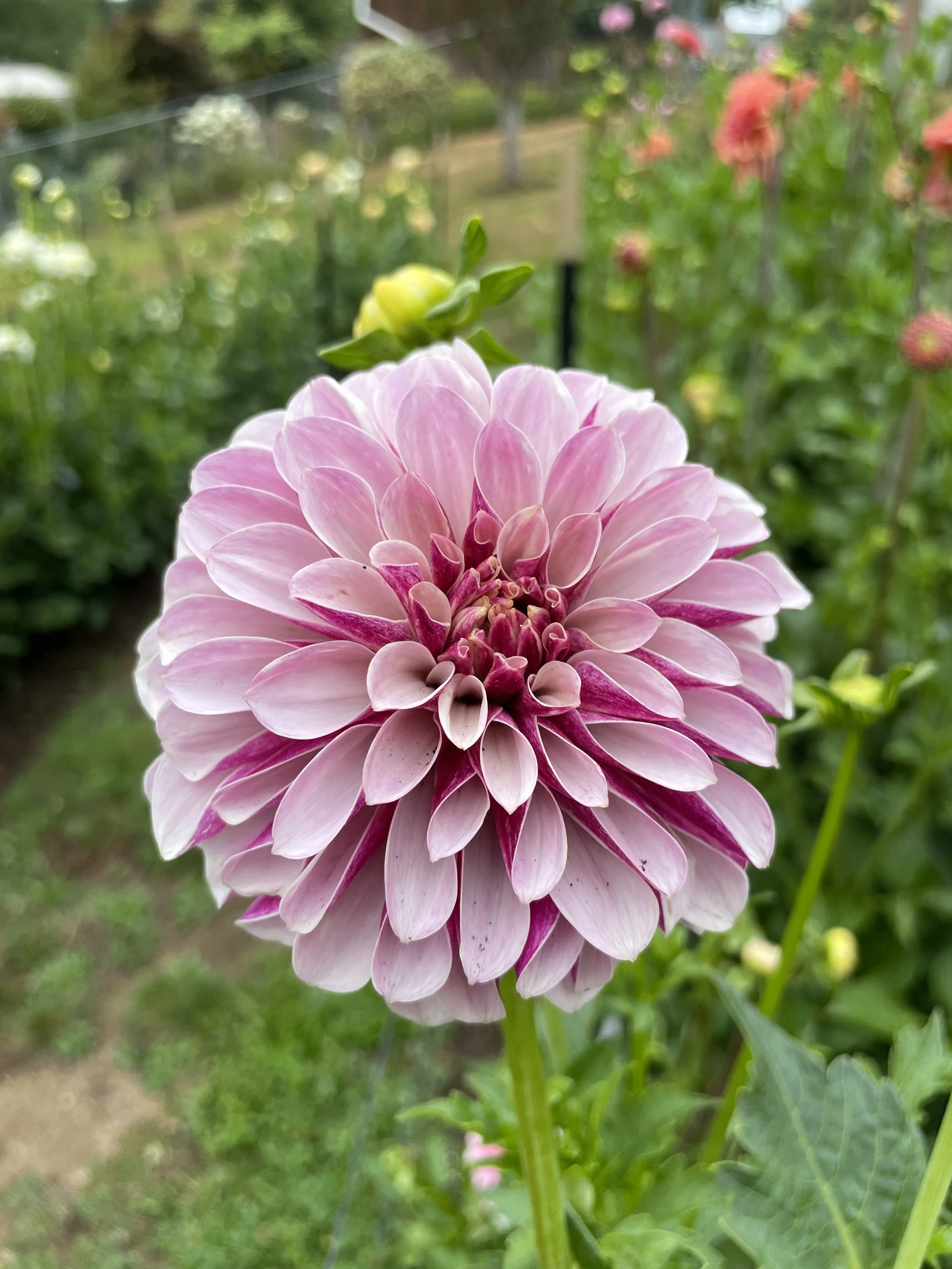 SALISH TWIGHLIGHT GIRL.jpg