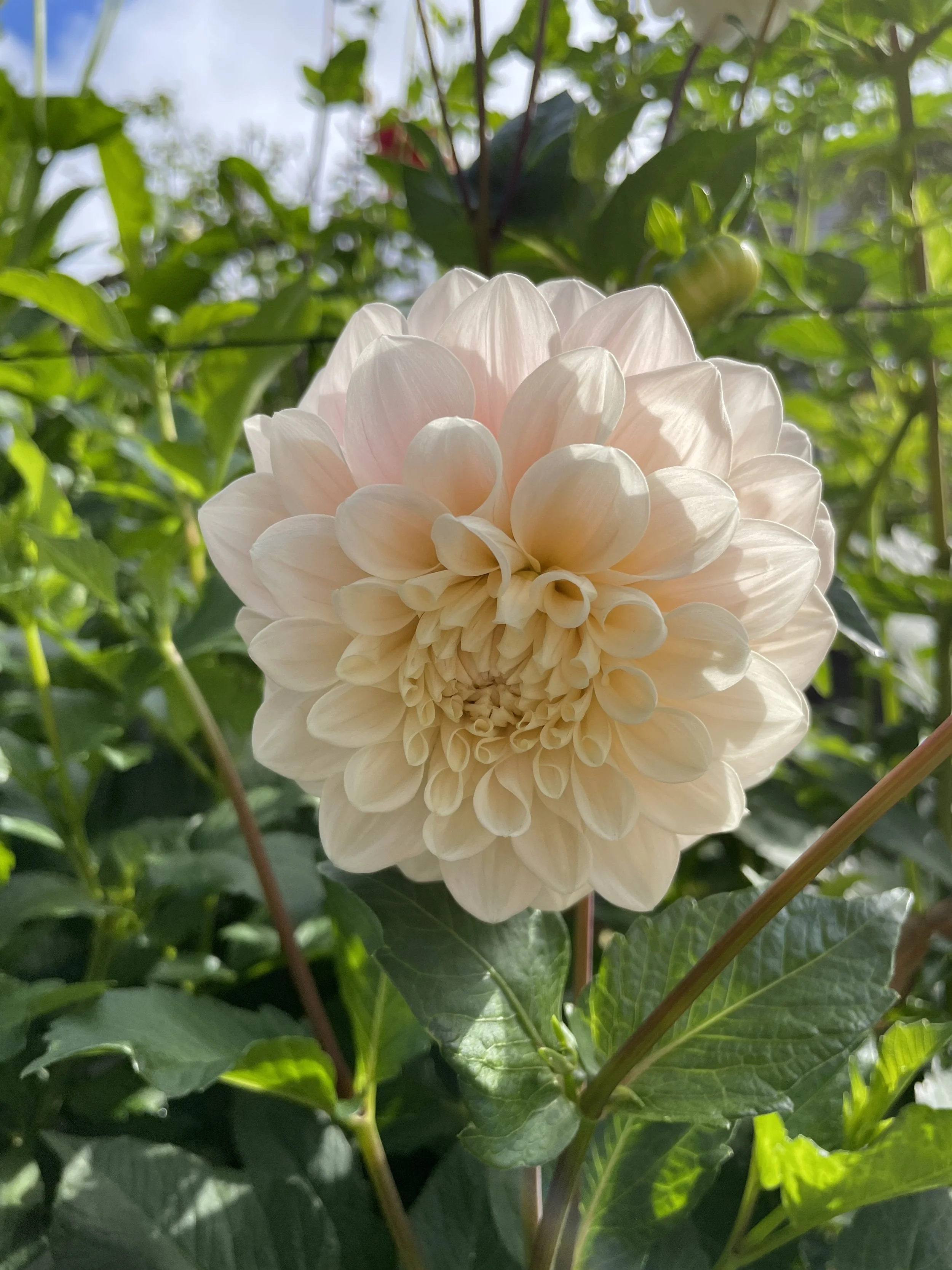 IMG_6218.jpeg (Copy)