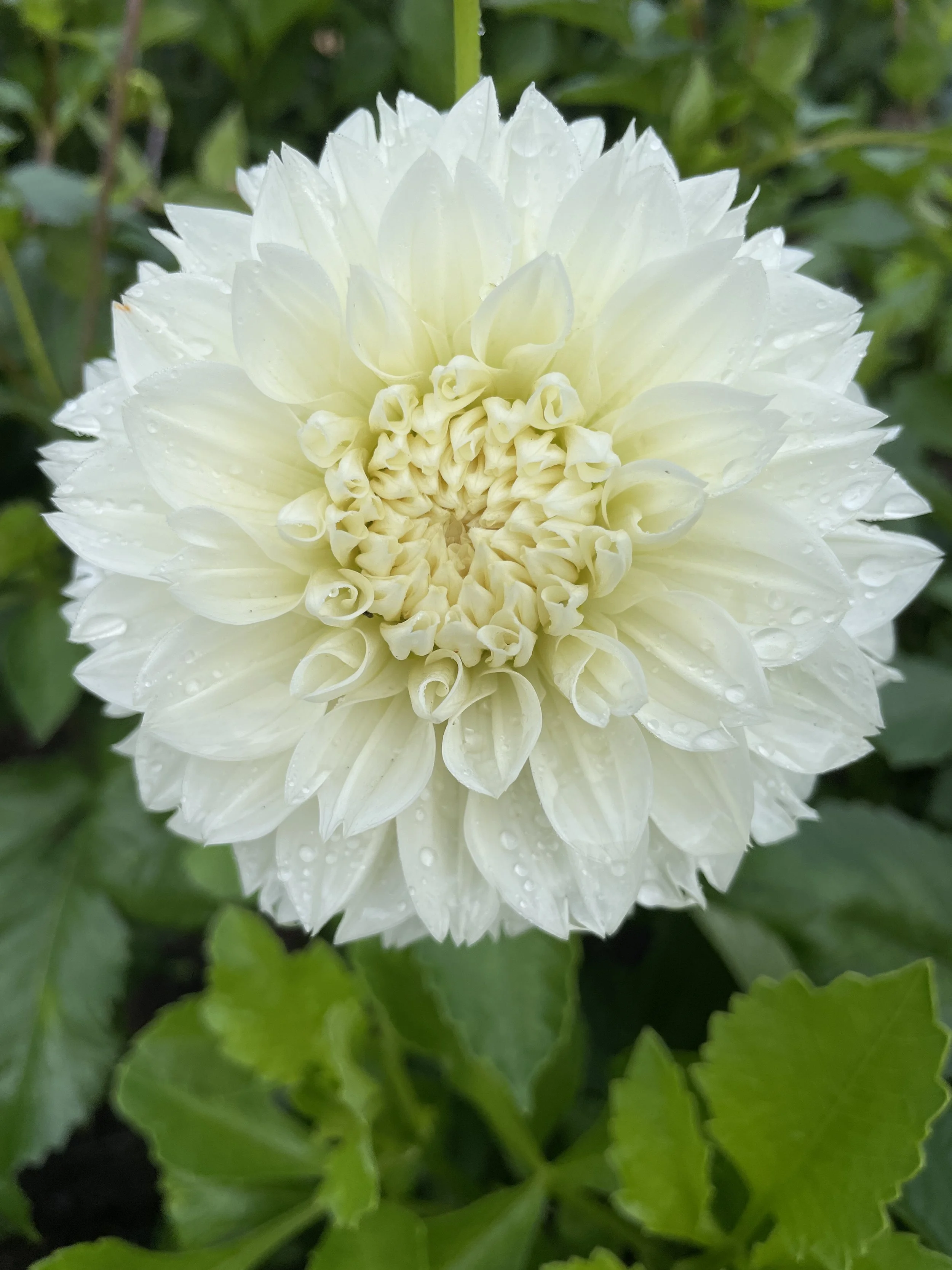 GITTS ATTENTION 20 (2).jpg