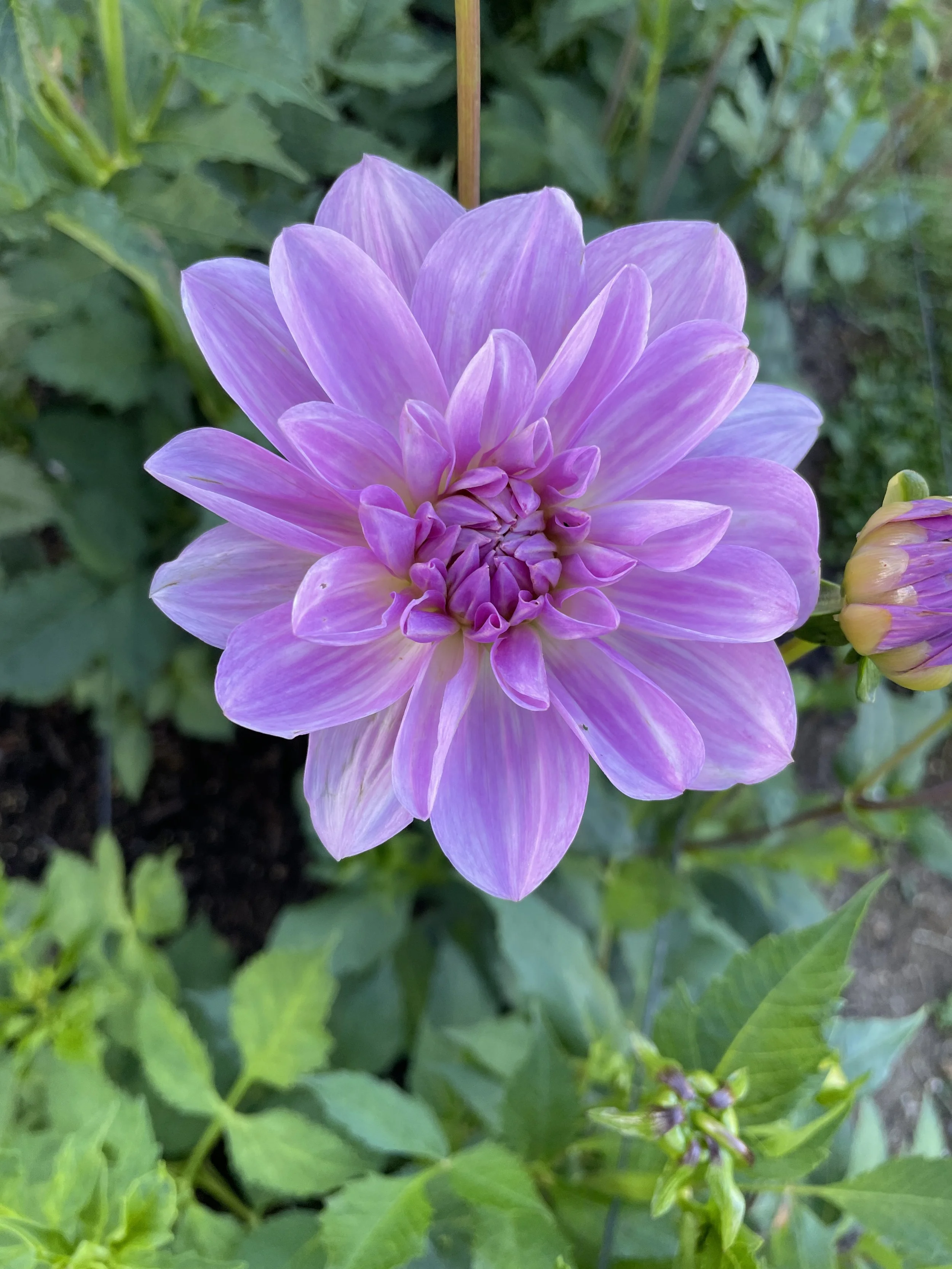 Sandia Shomei -- 6 Pack -- Bulk Tubers