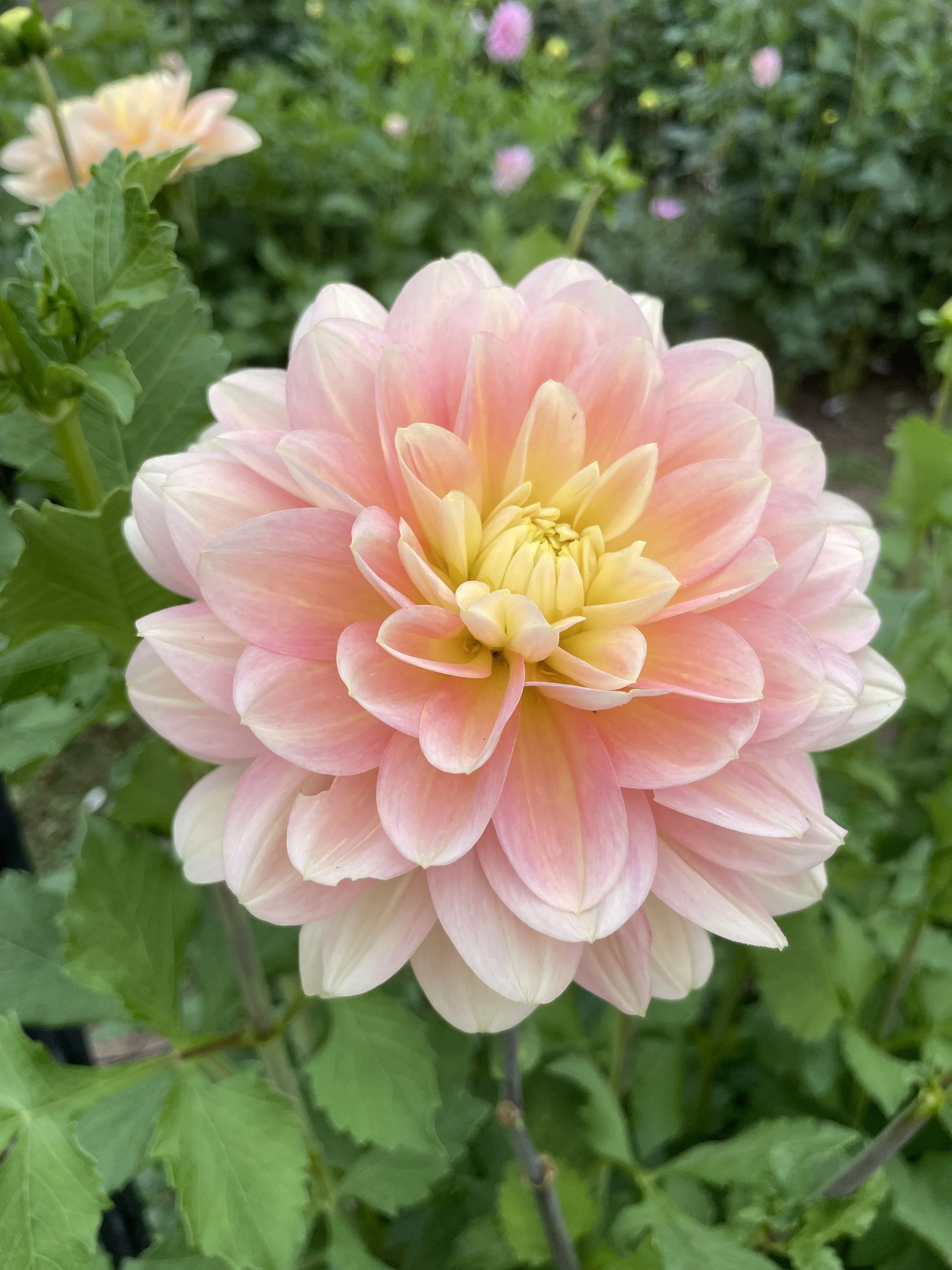 20250902_014955690_iOS.jpg (Copy)