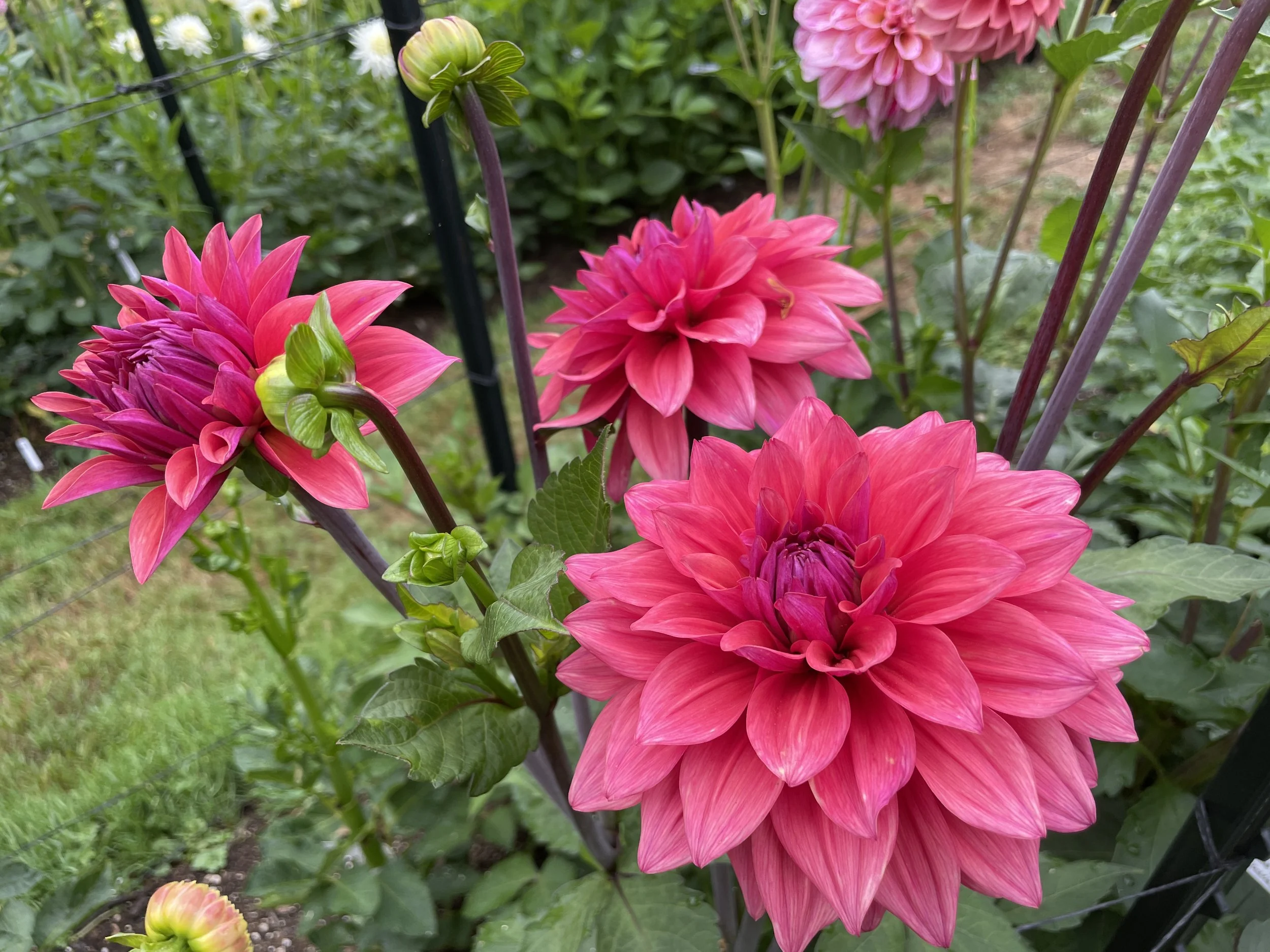 AMERICAN DAWN 01.jpg