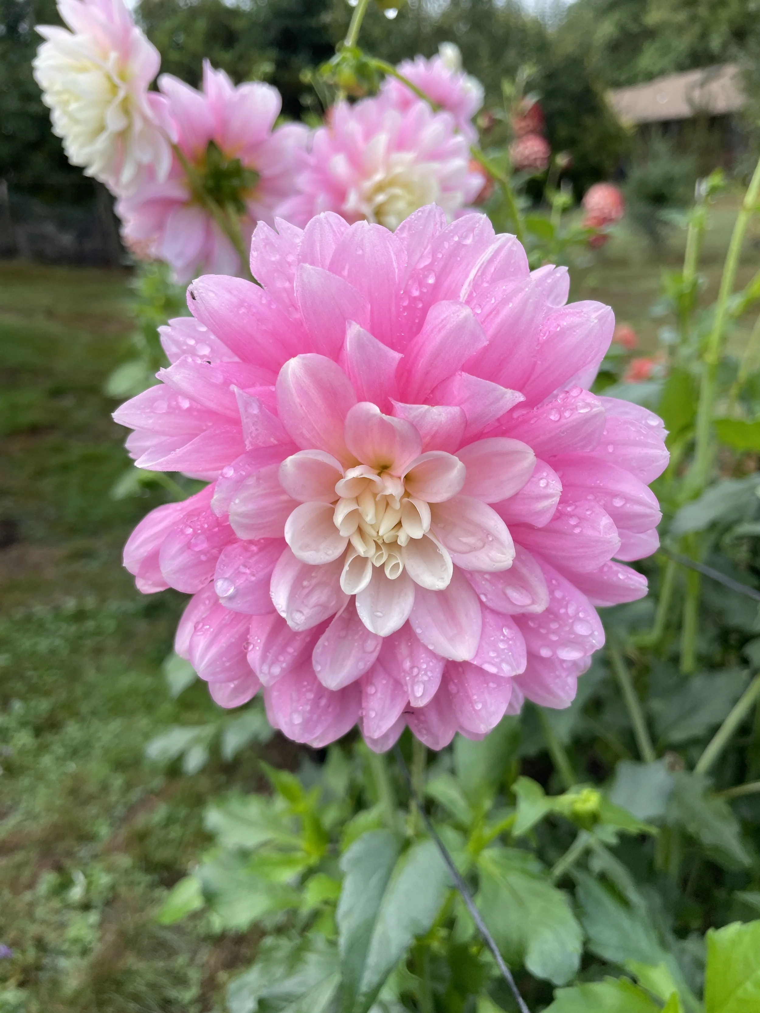 CHILSON'S PRIDE 20.jpg