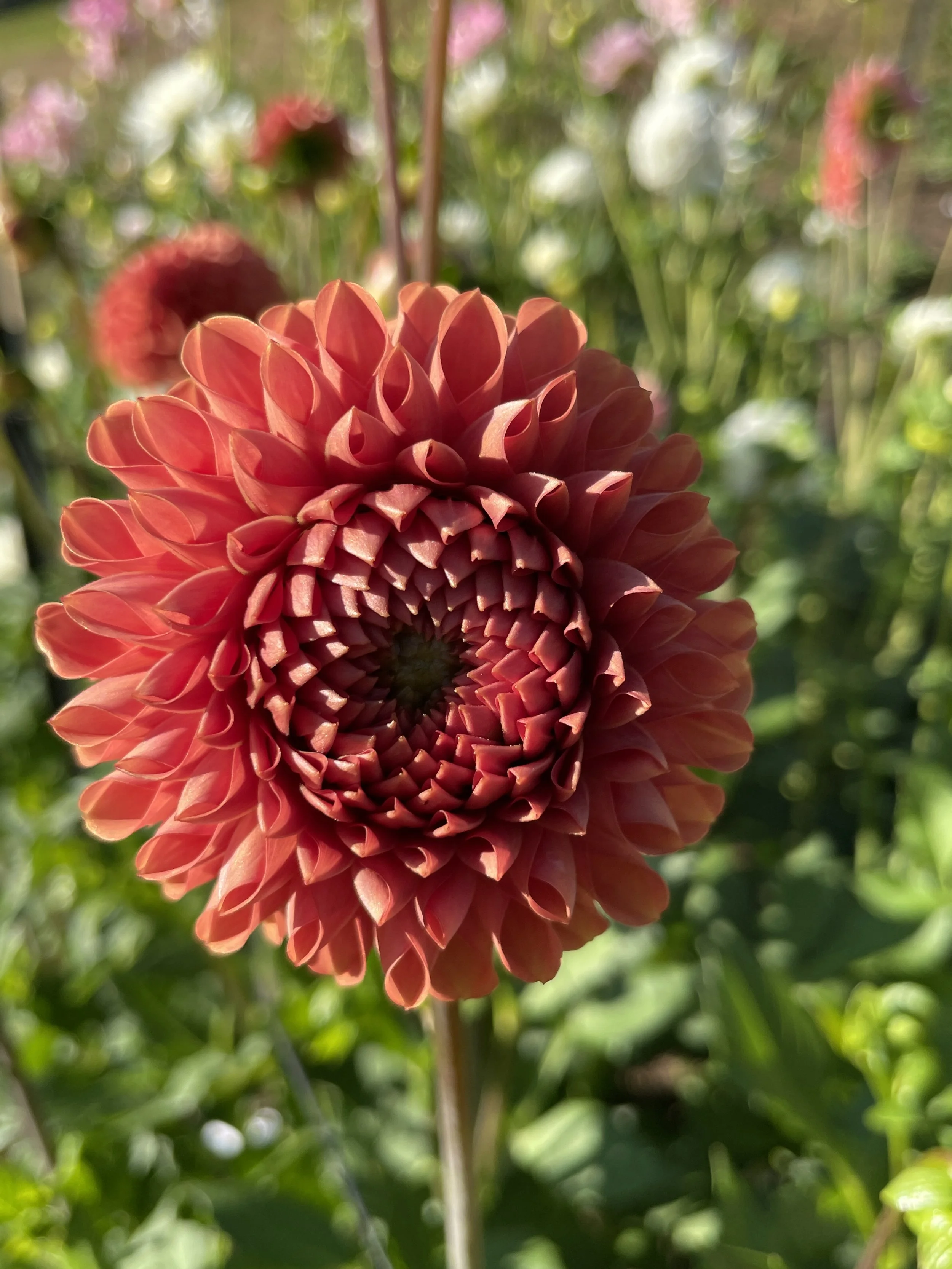 Cornel Bronze 15.jpg