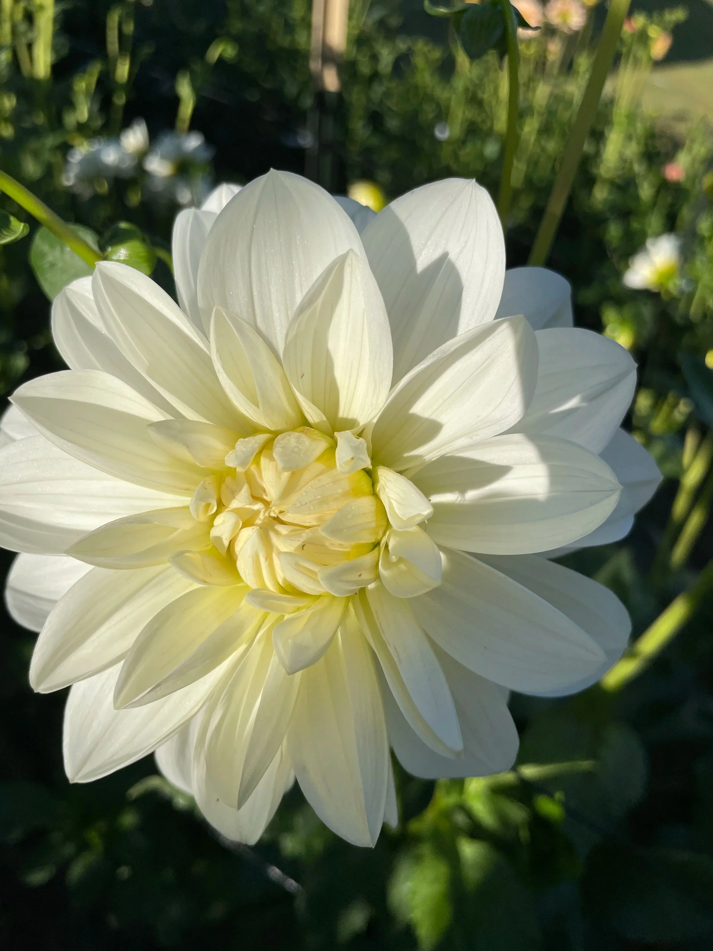 Bridezilla -- 6 Pack -- Bulk Tubers