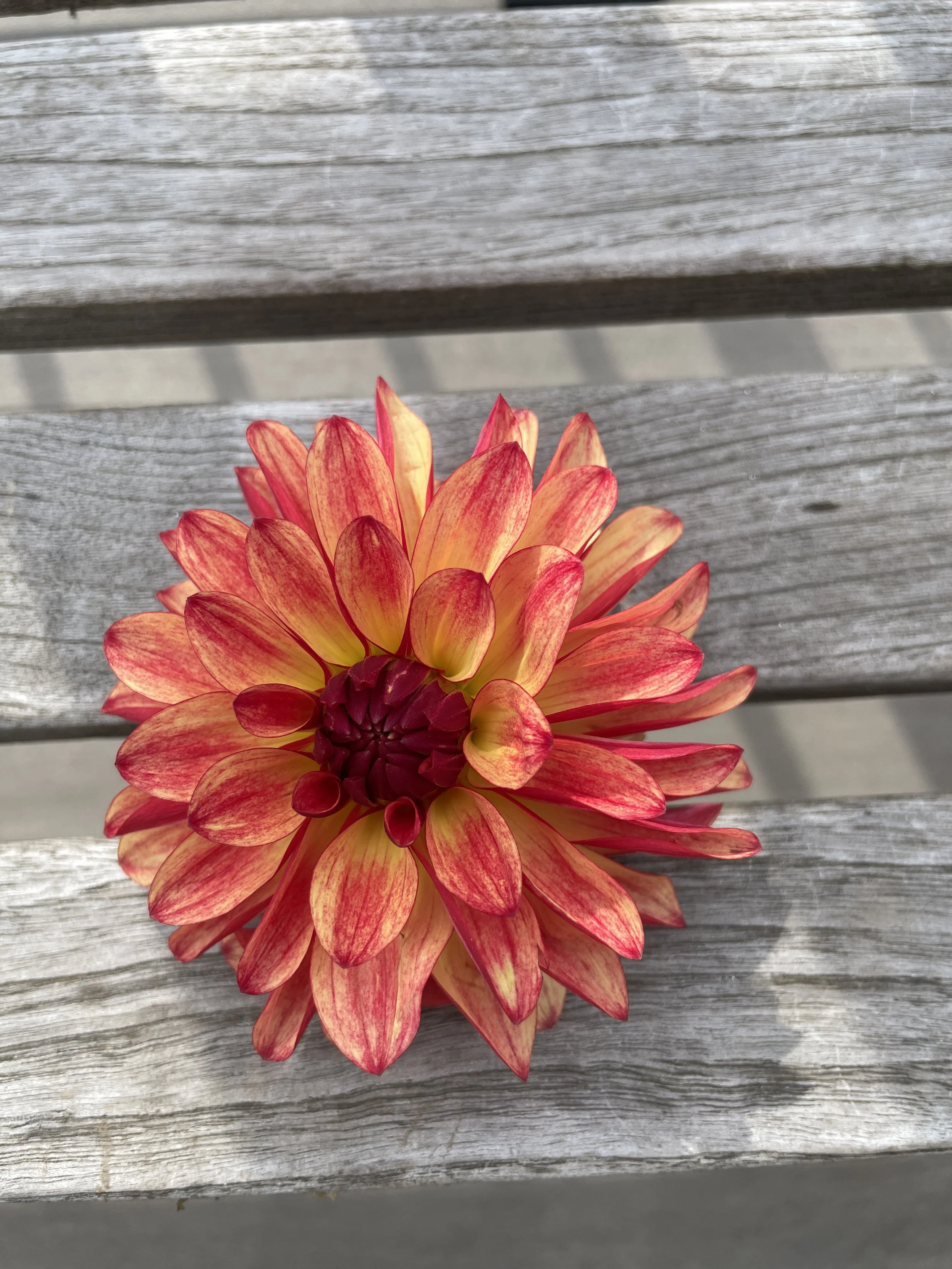 FIDALGO JULIE 05.jpg