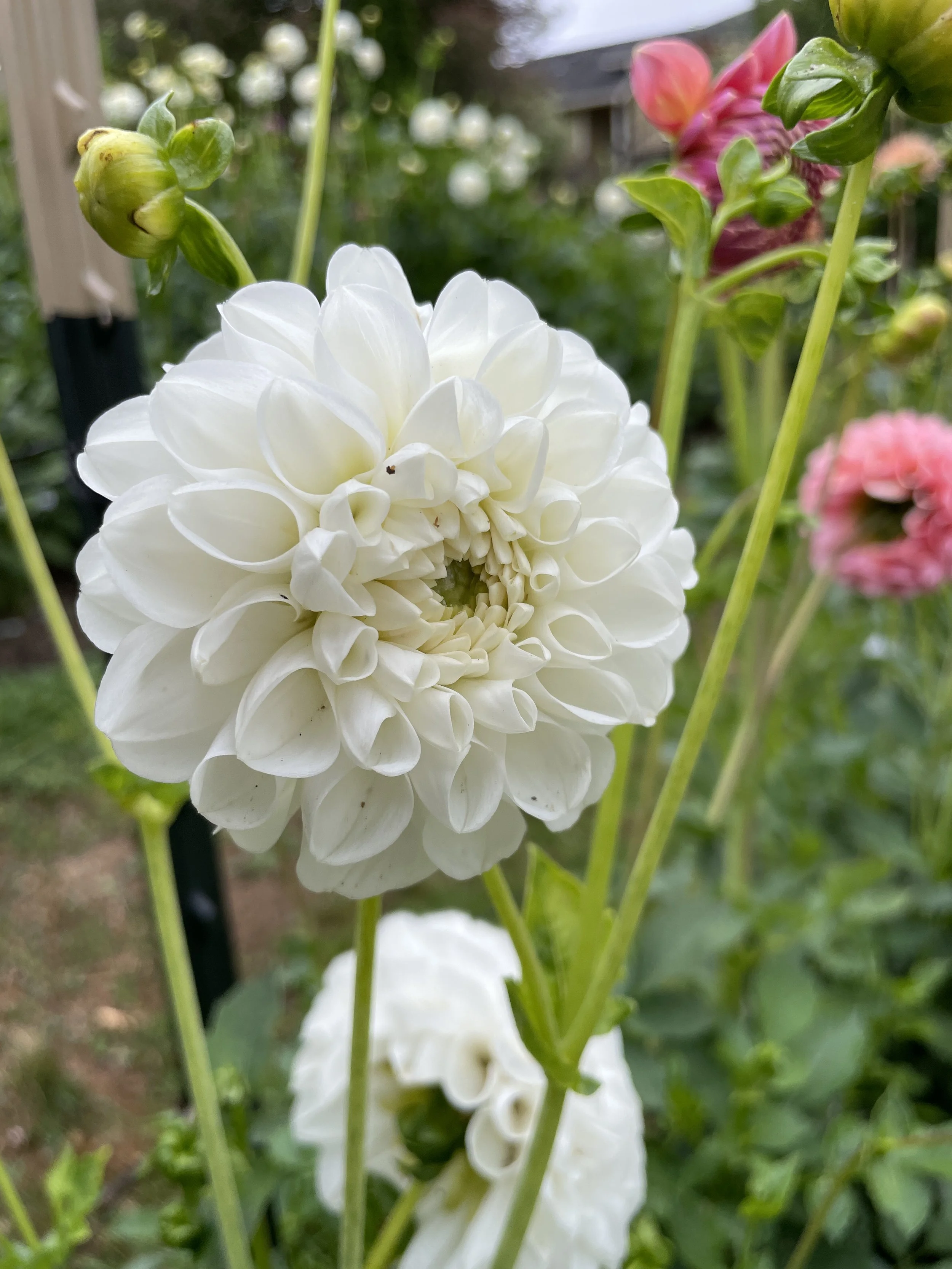 ORSETT BEAUTY 02.jpg